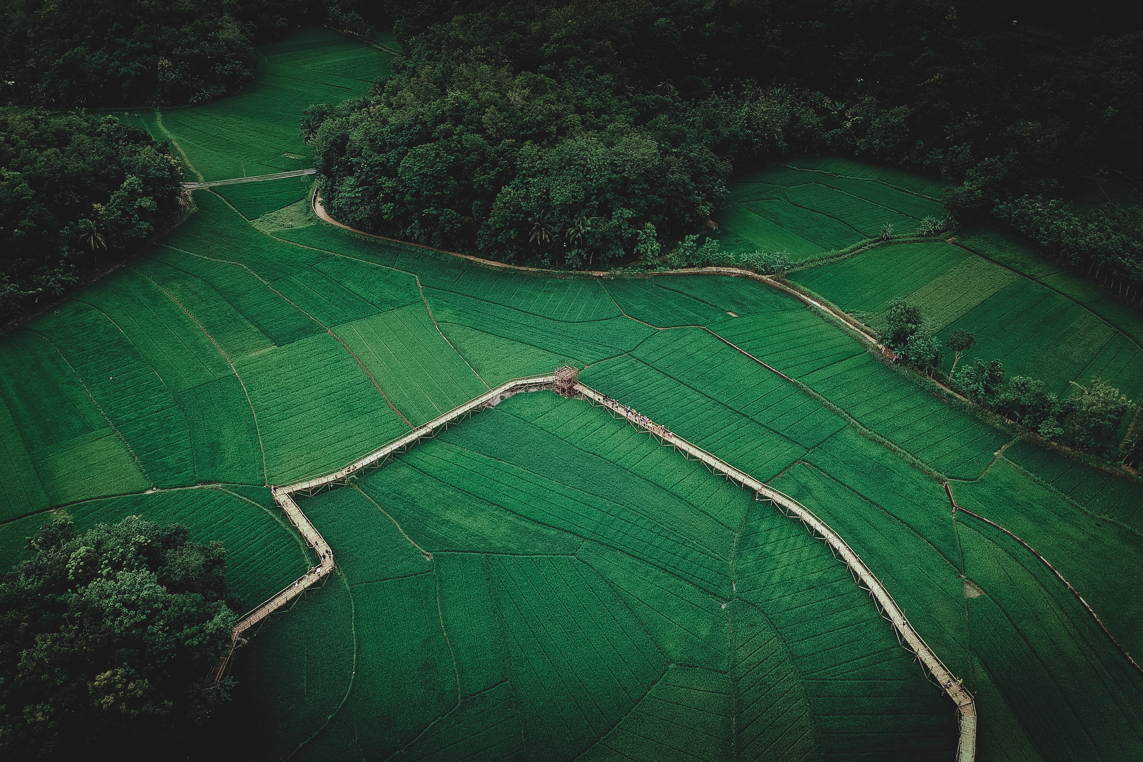 aerial photo of grass land, landscape, aerial view, farm, trees