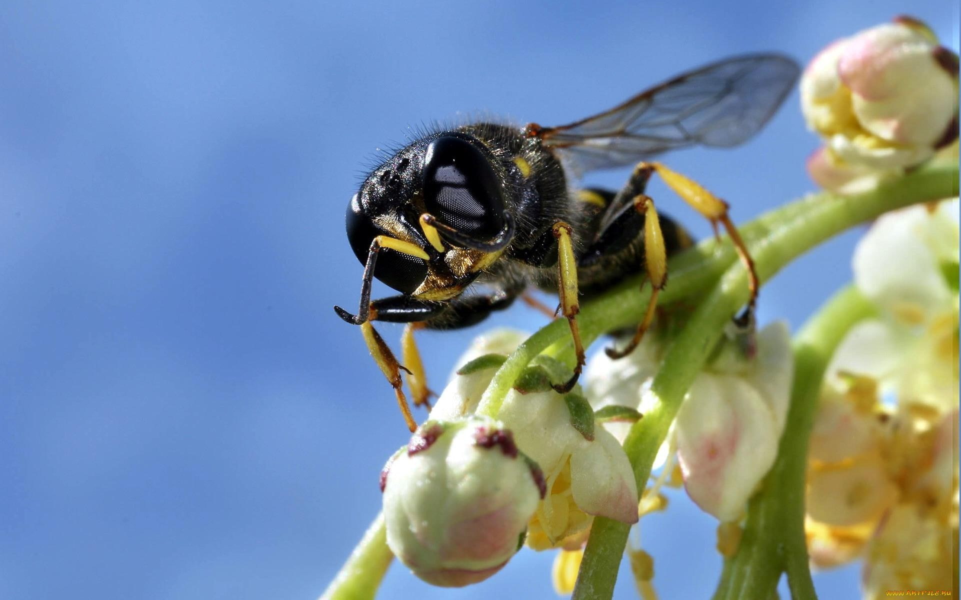 bee