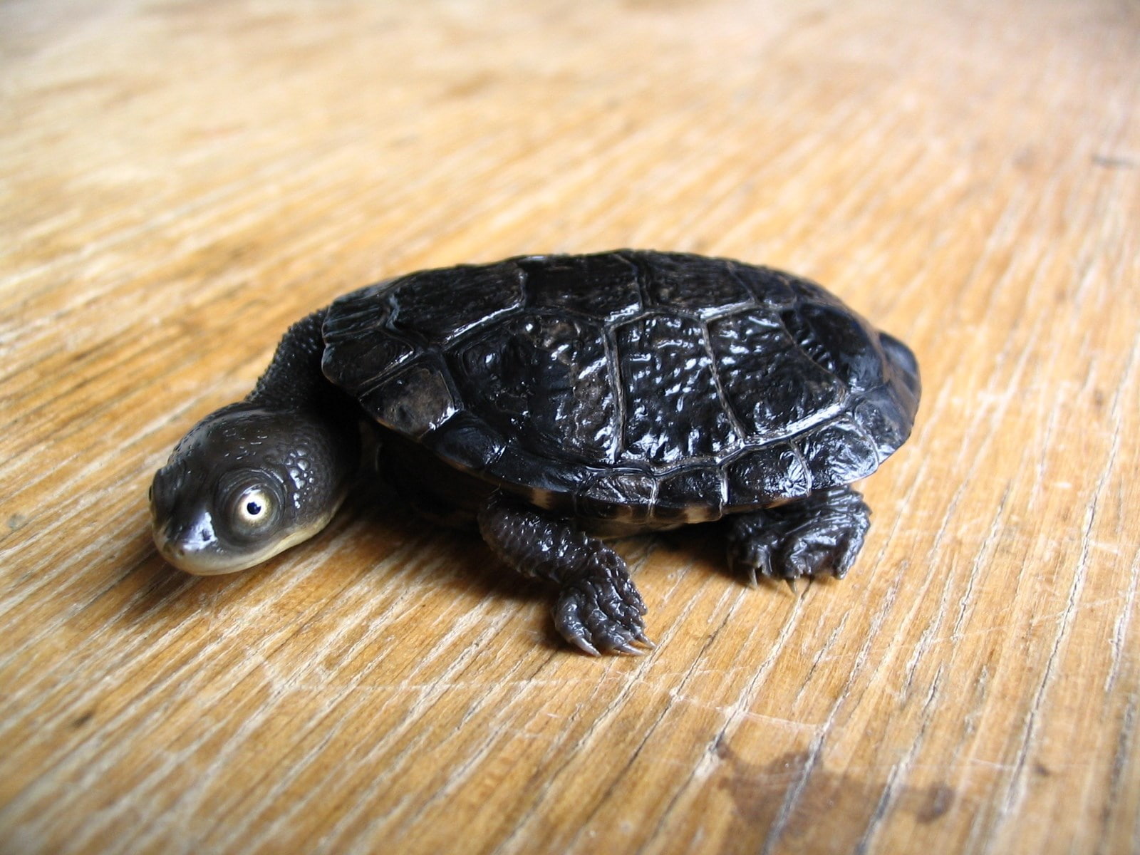 turtle
