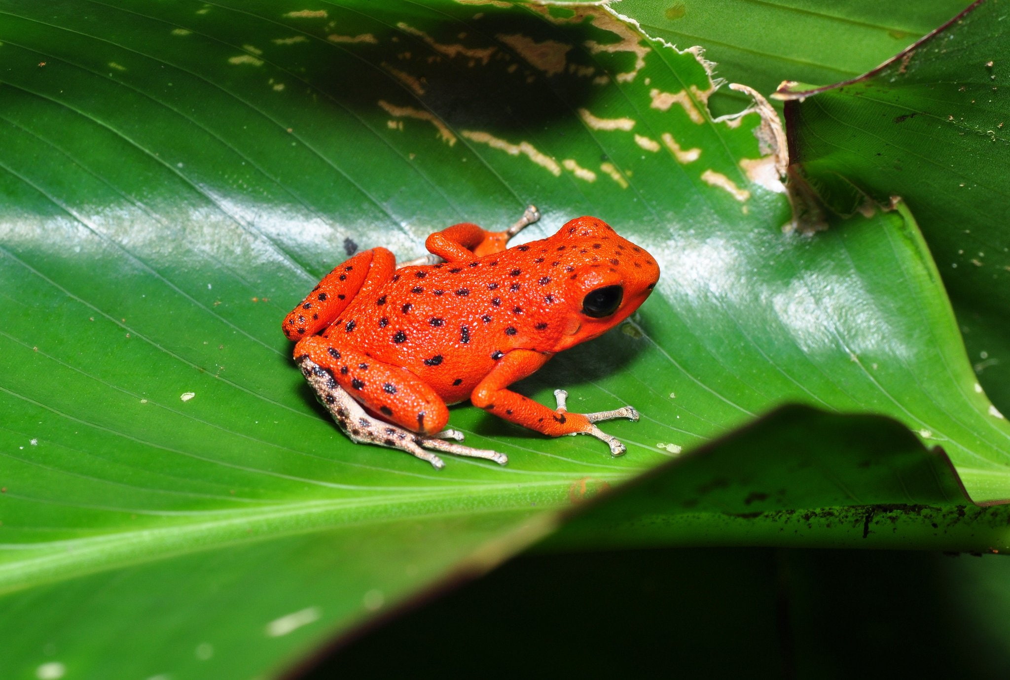 dart, frog