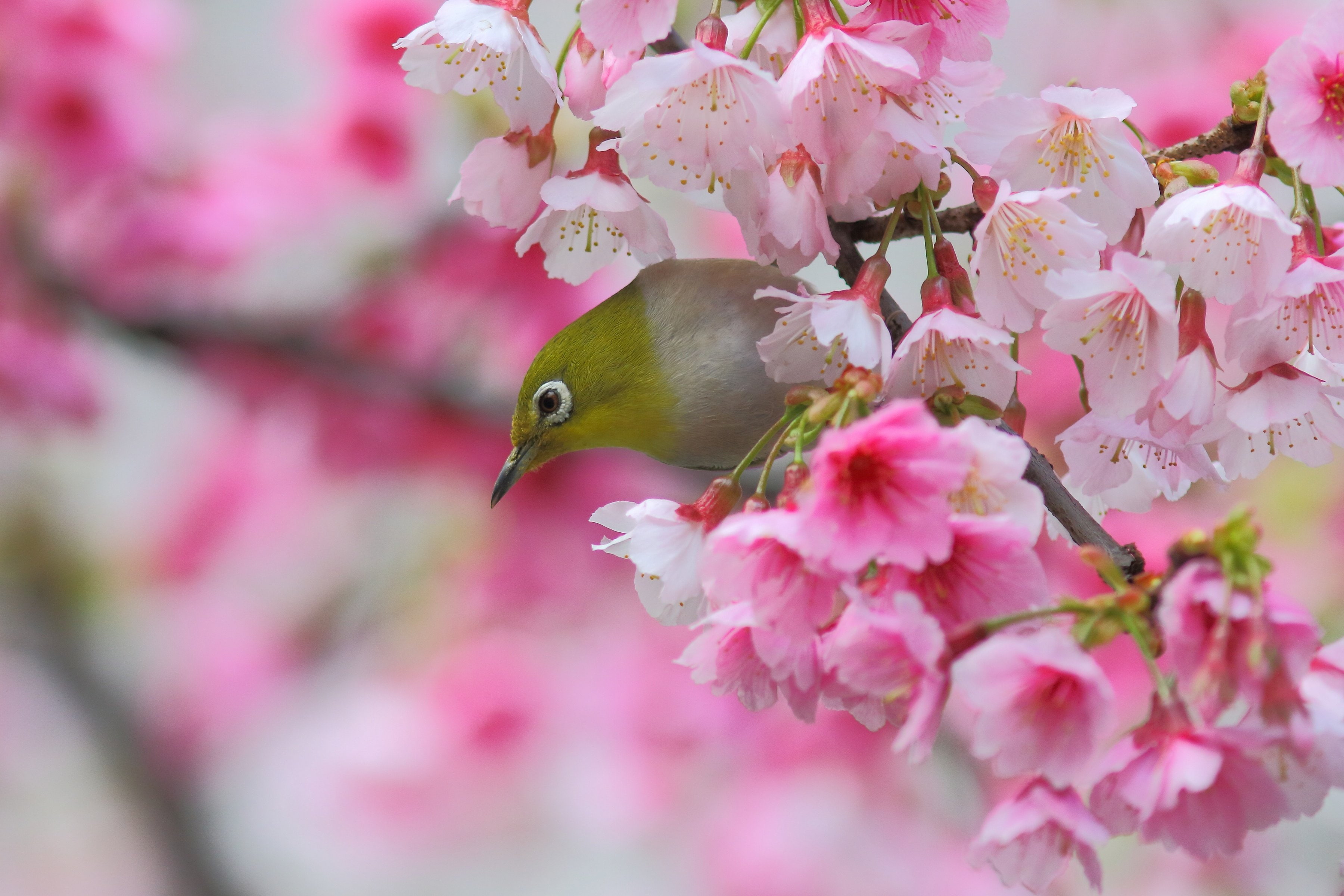 bird, blossom, branch, cherry, eye, flowers, Japanese, Sakura