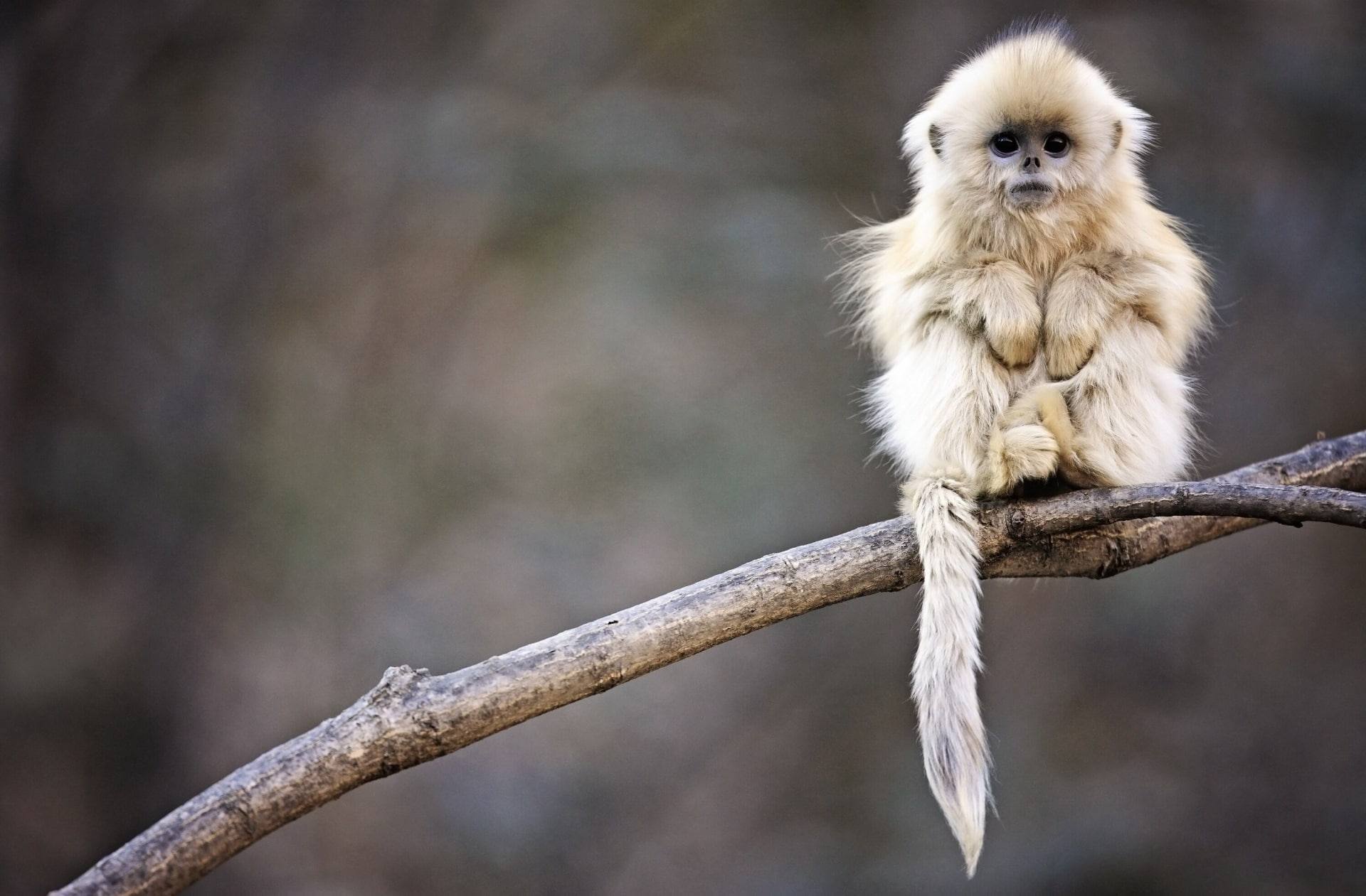 snub nosed monkey mac desktop, primate, one animal, animal wildlife