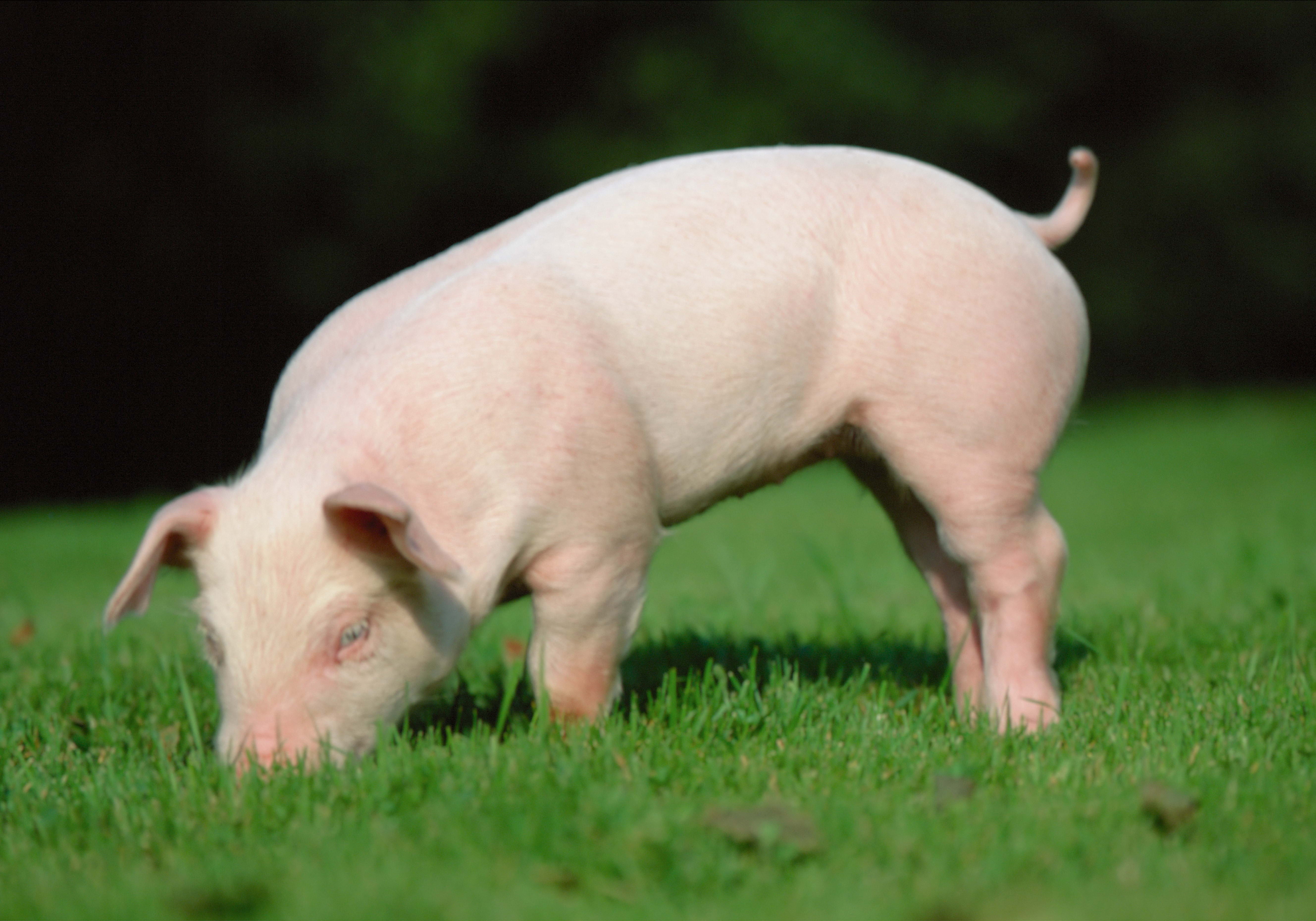 pig piglet, grass, earth, food, animal, farm, agriculture, livestock