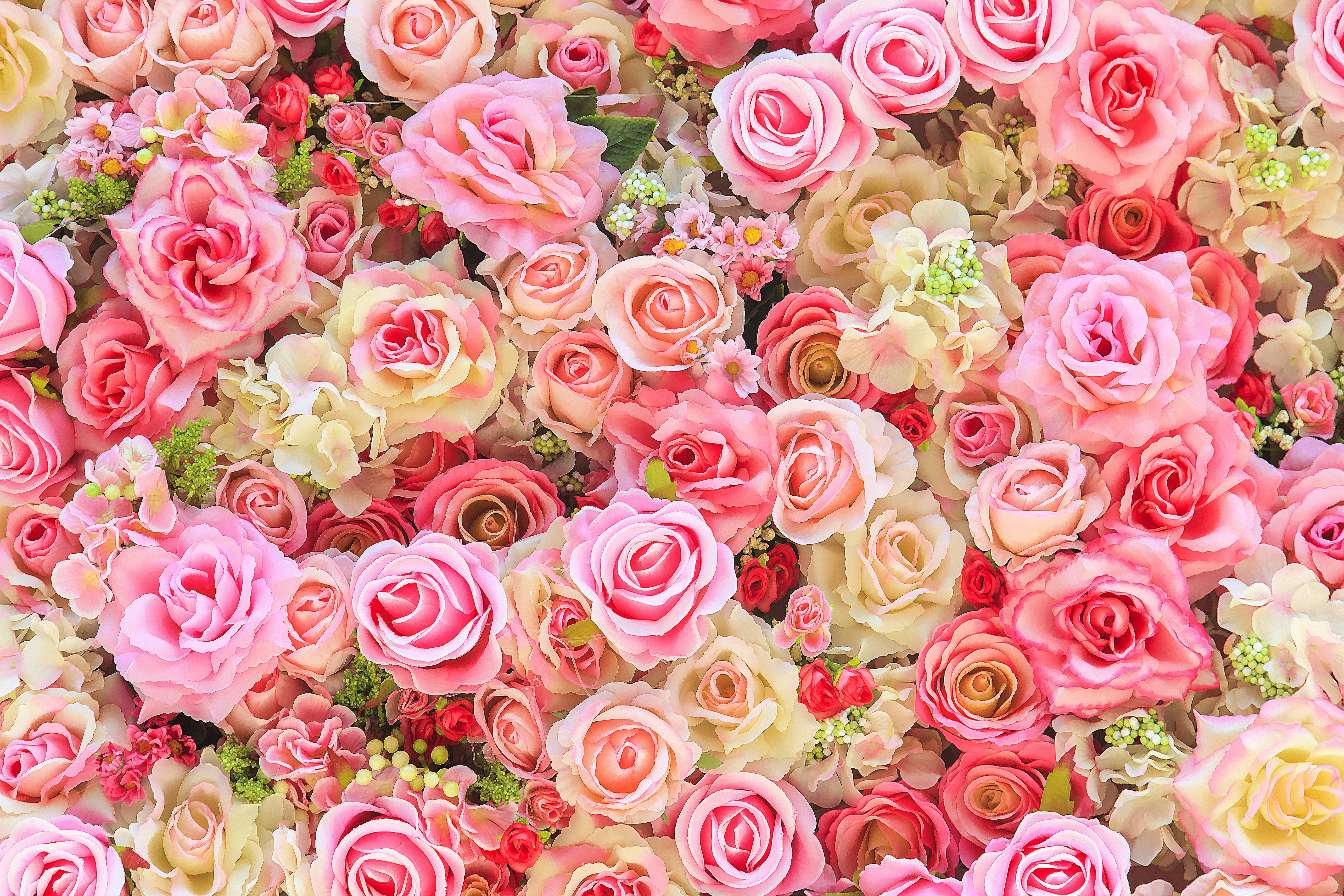 flowers, background, roses, colorful, pink, buds