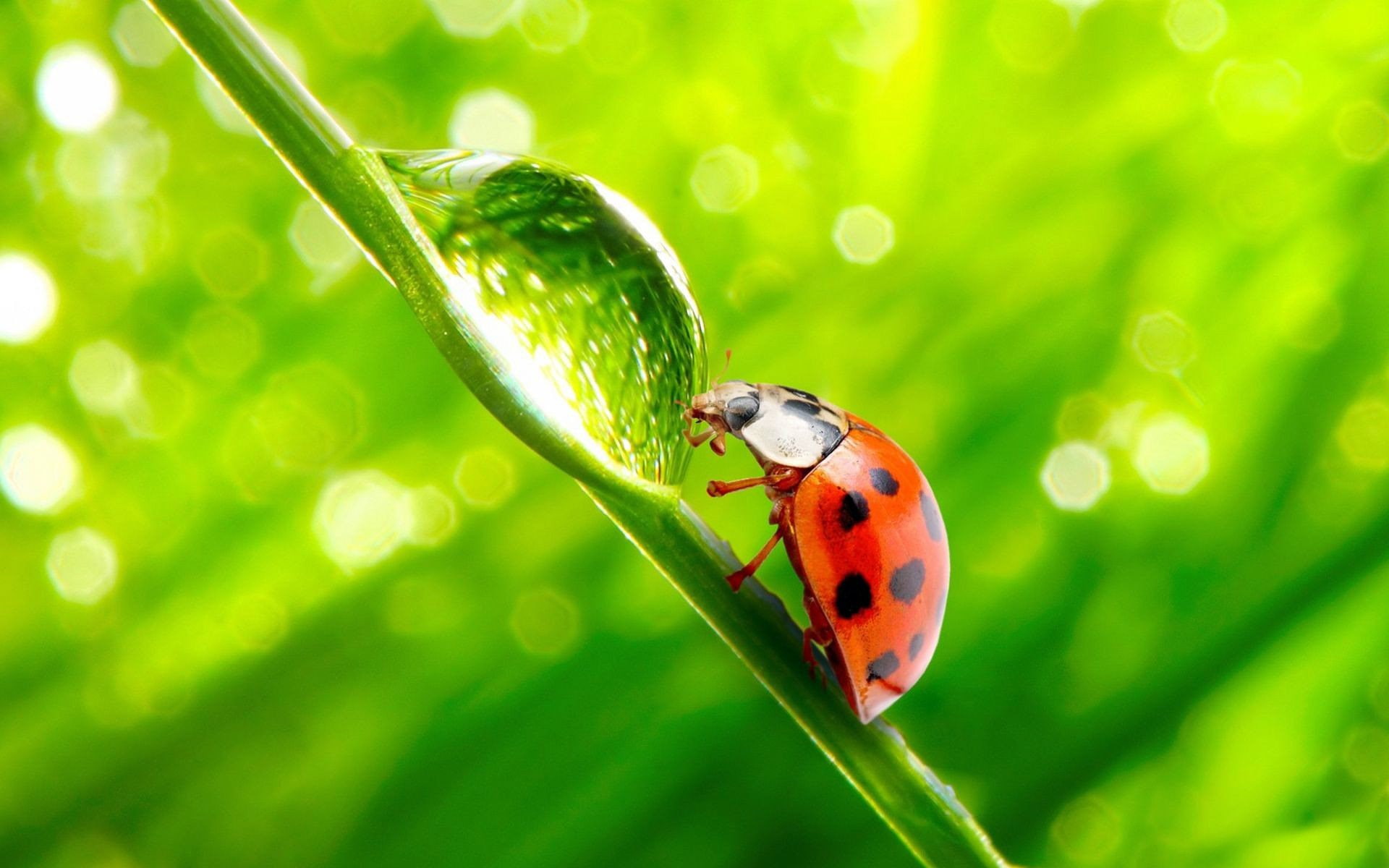 ladybug