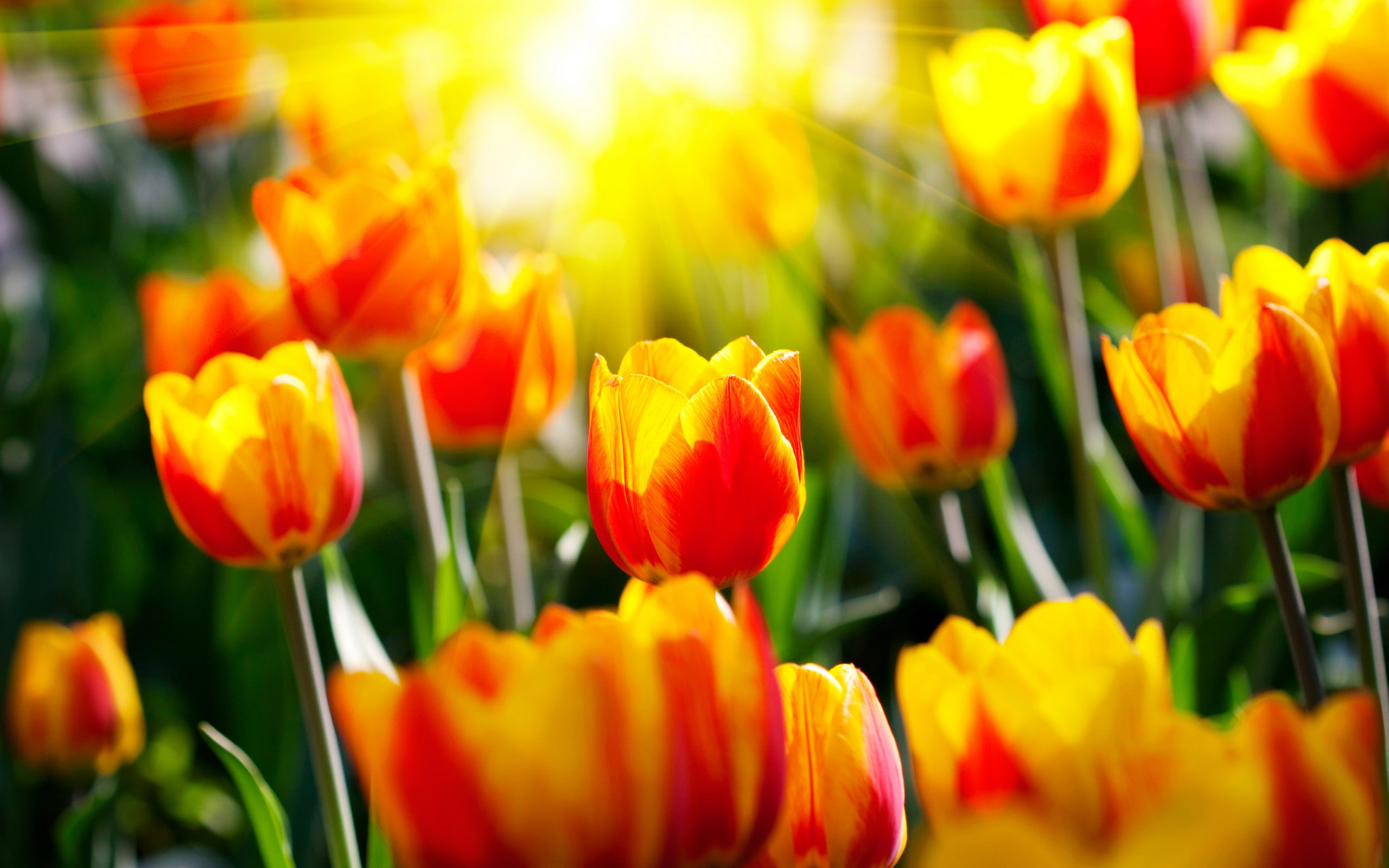 Sunshine Tulip Flowers, nature and landscape