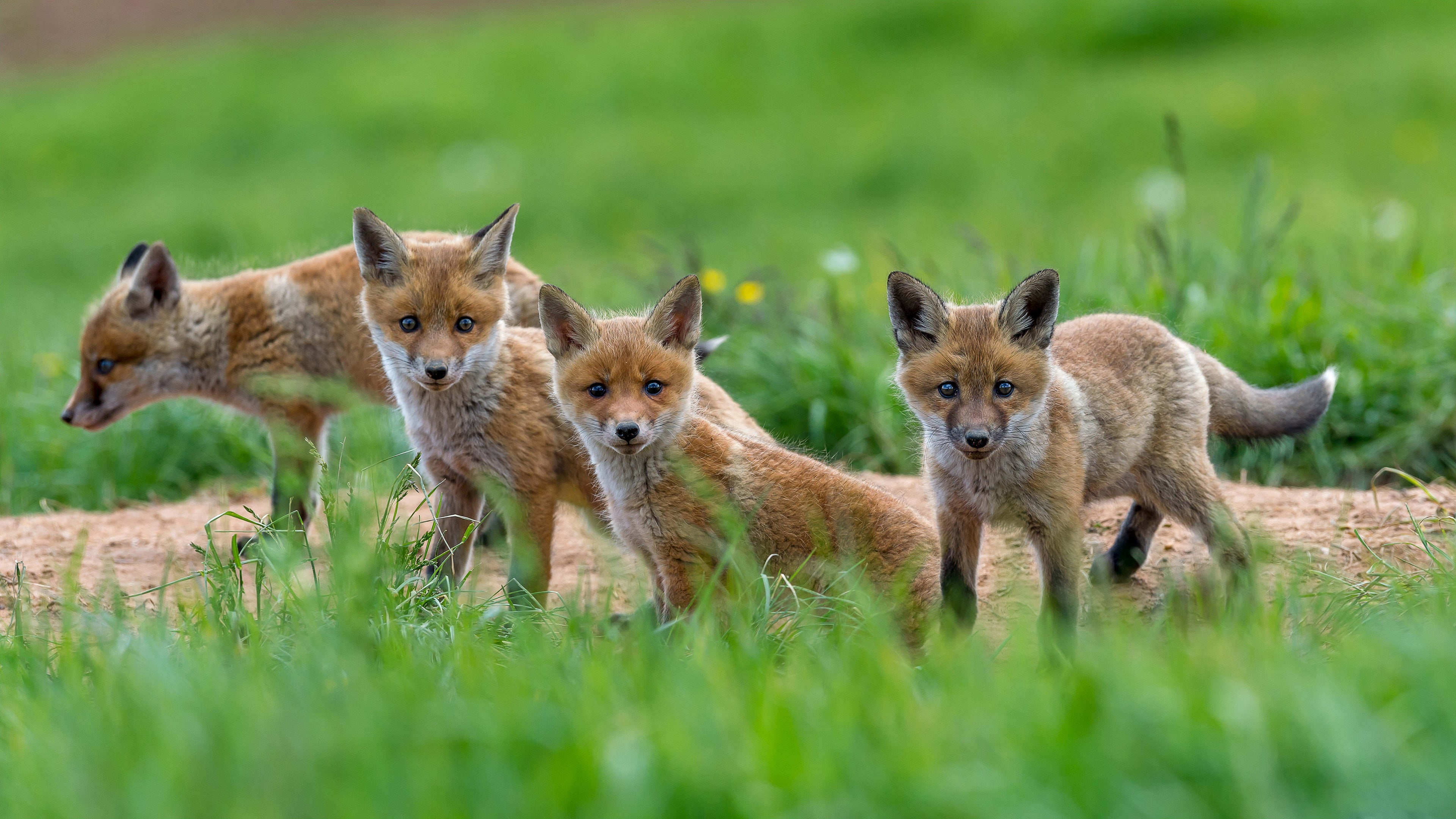 Free download | HD wallpaper: wildlife, fox, kids, mammal, cubs, red ...