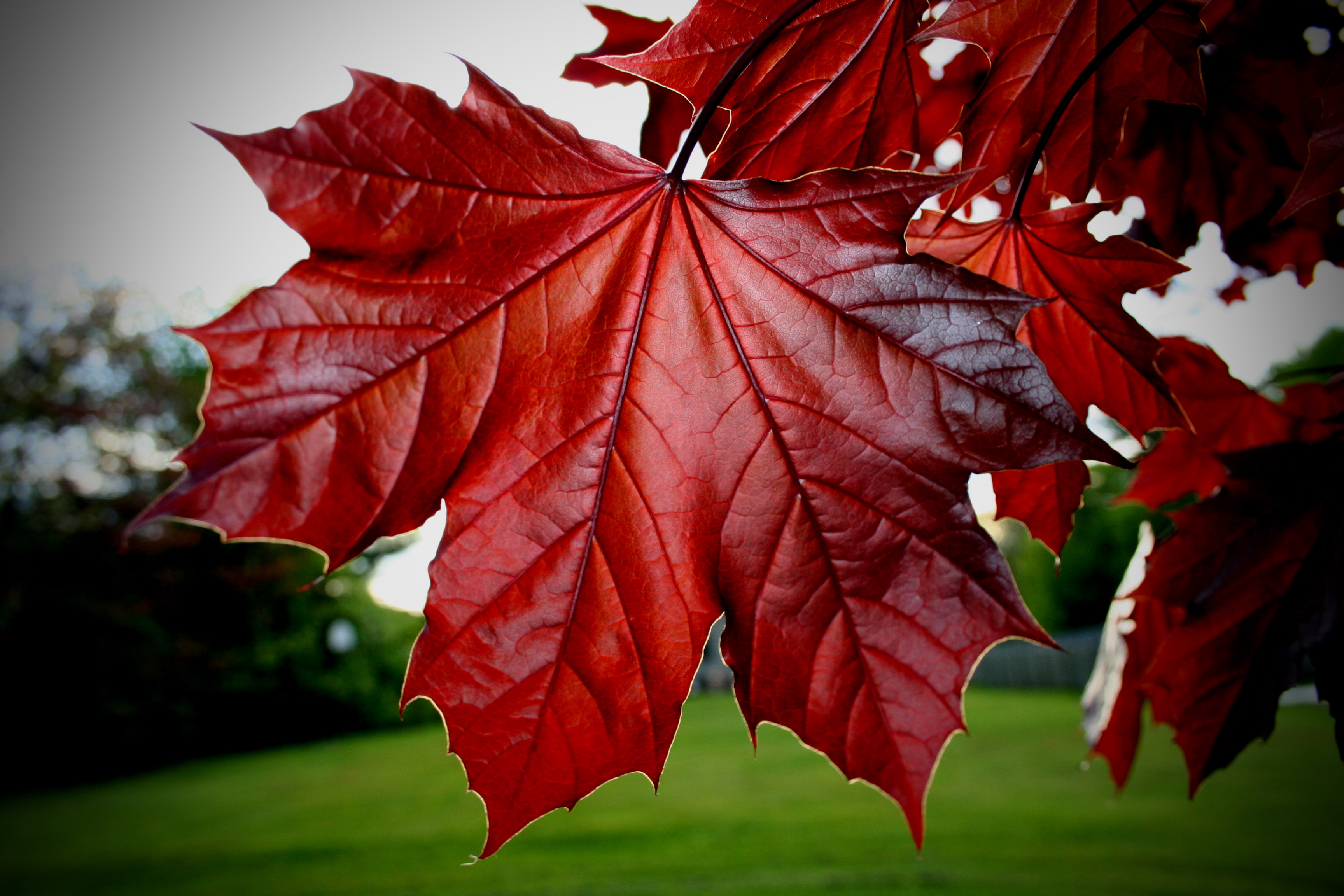 leaves, red, maple