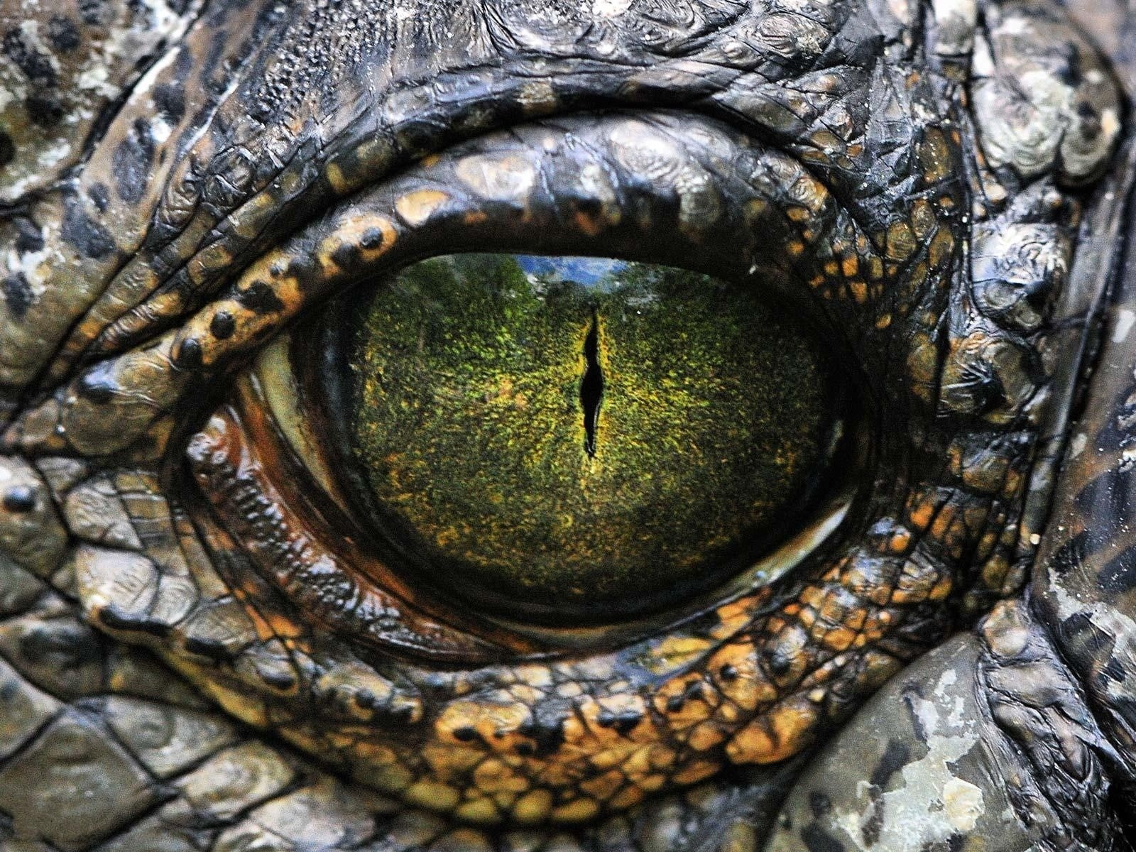 closeup dinosaurs crocodiles reptile scales eye 1600x1200  Nature close-up HD Art