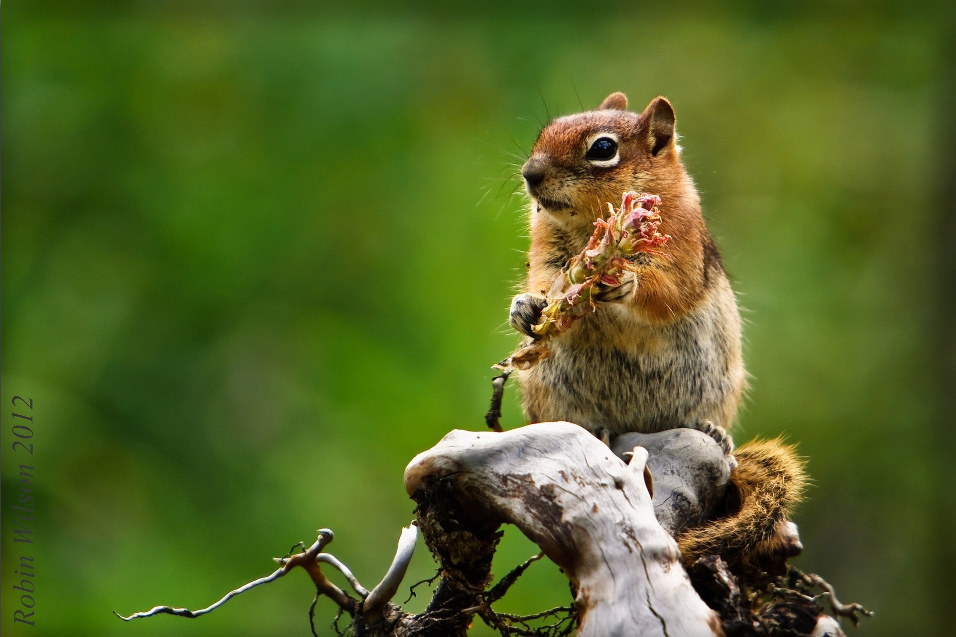 Chipmunk, bump, females