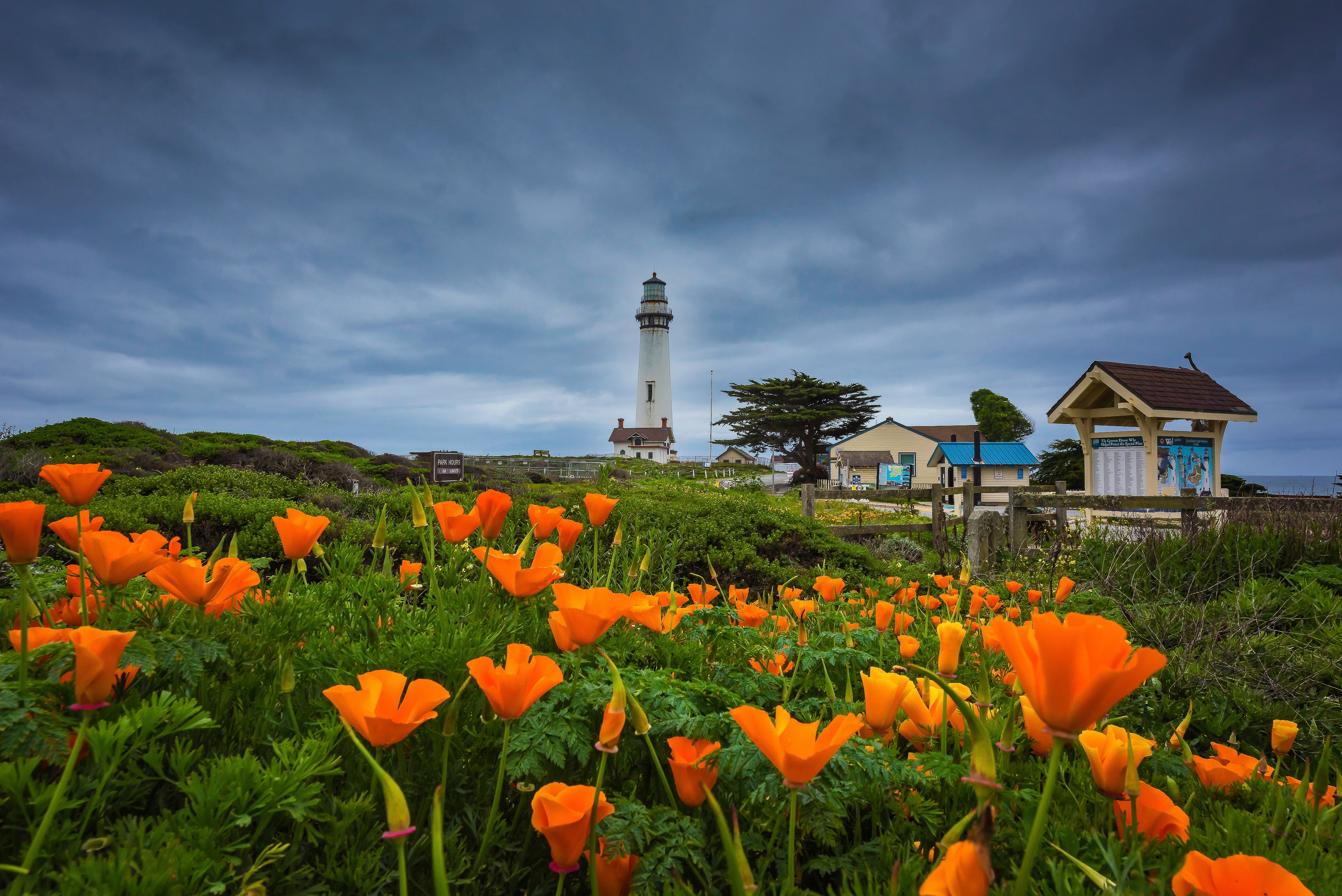landscape, flowers, clouds, nature, the ocean, shore, lighthouse