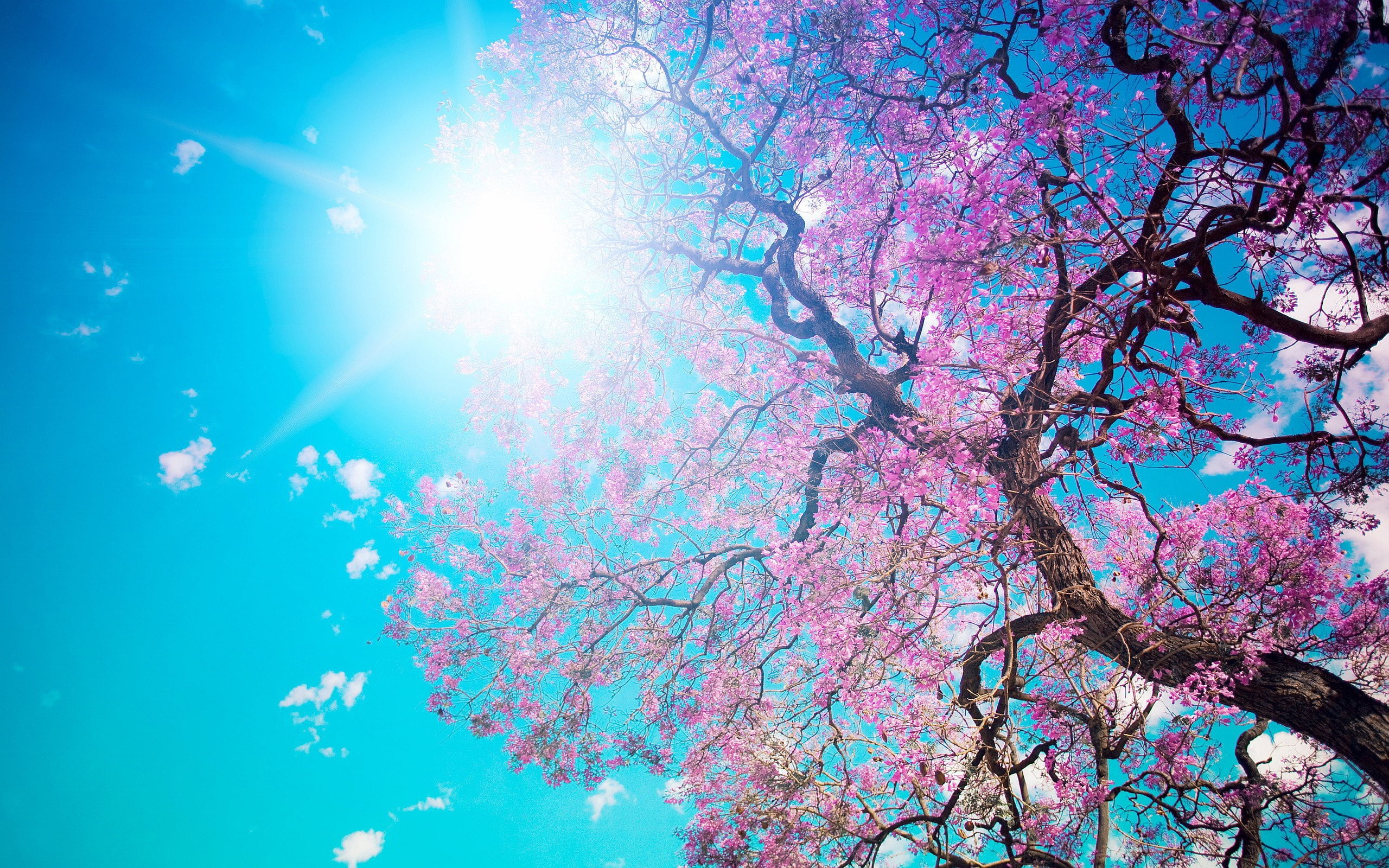 blossom, cherry, spring, tree