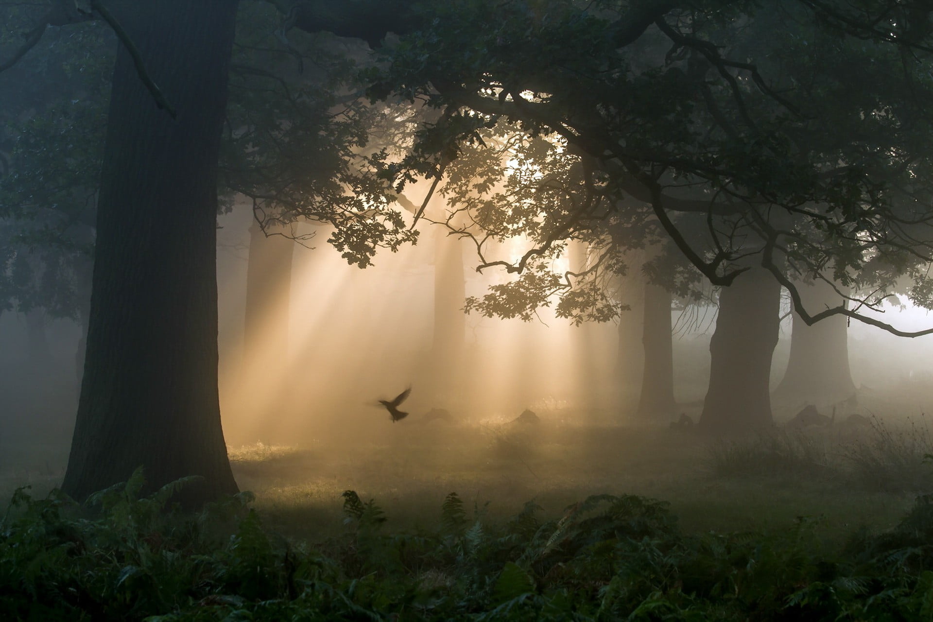 black tree, forest, trees, birds, plant, fog, beauty in nature