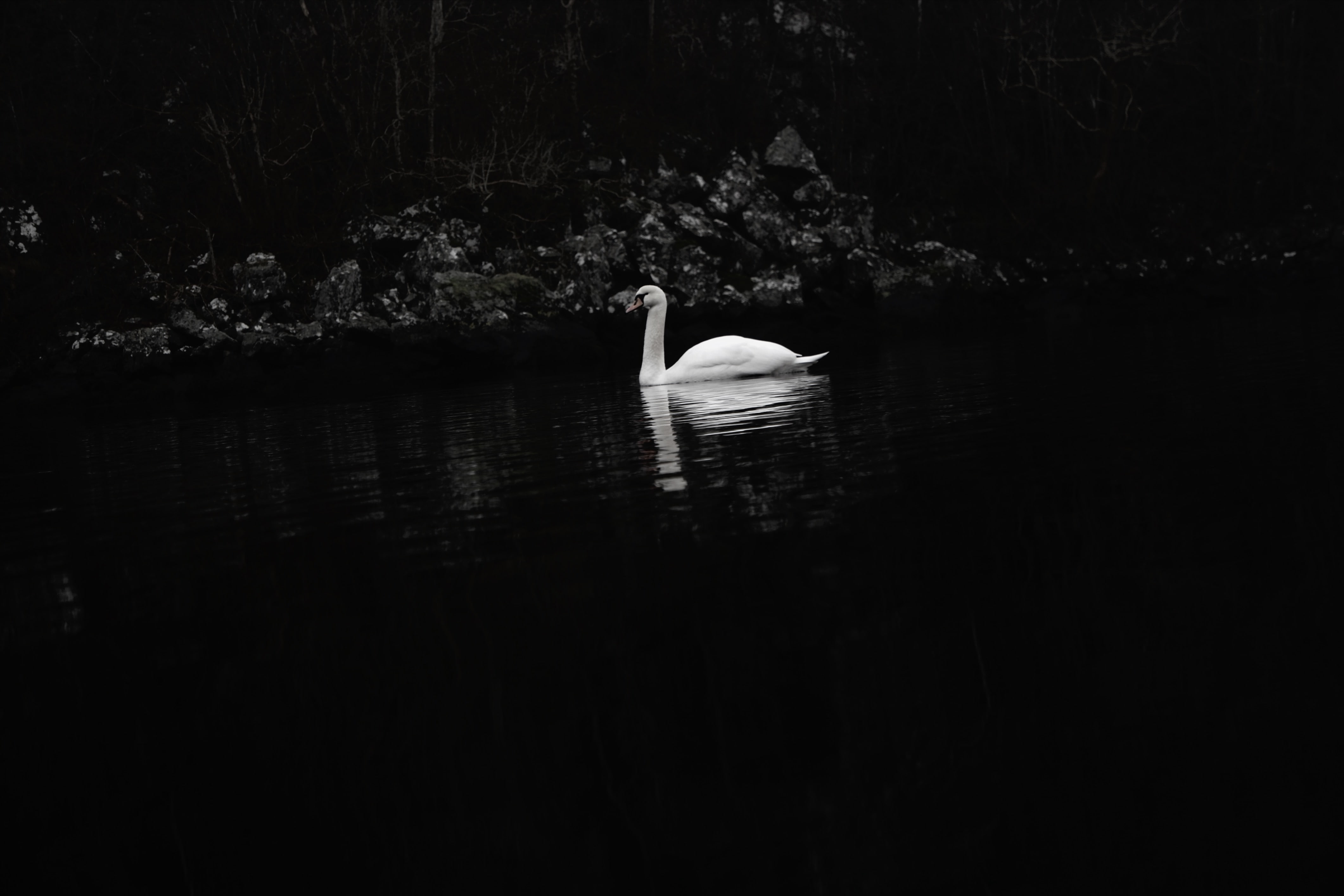 swan, water, dark, birds, animals