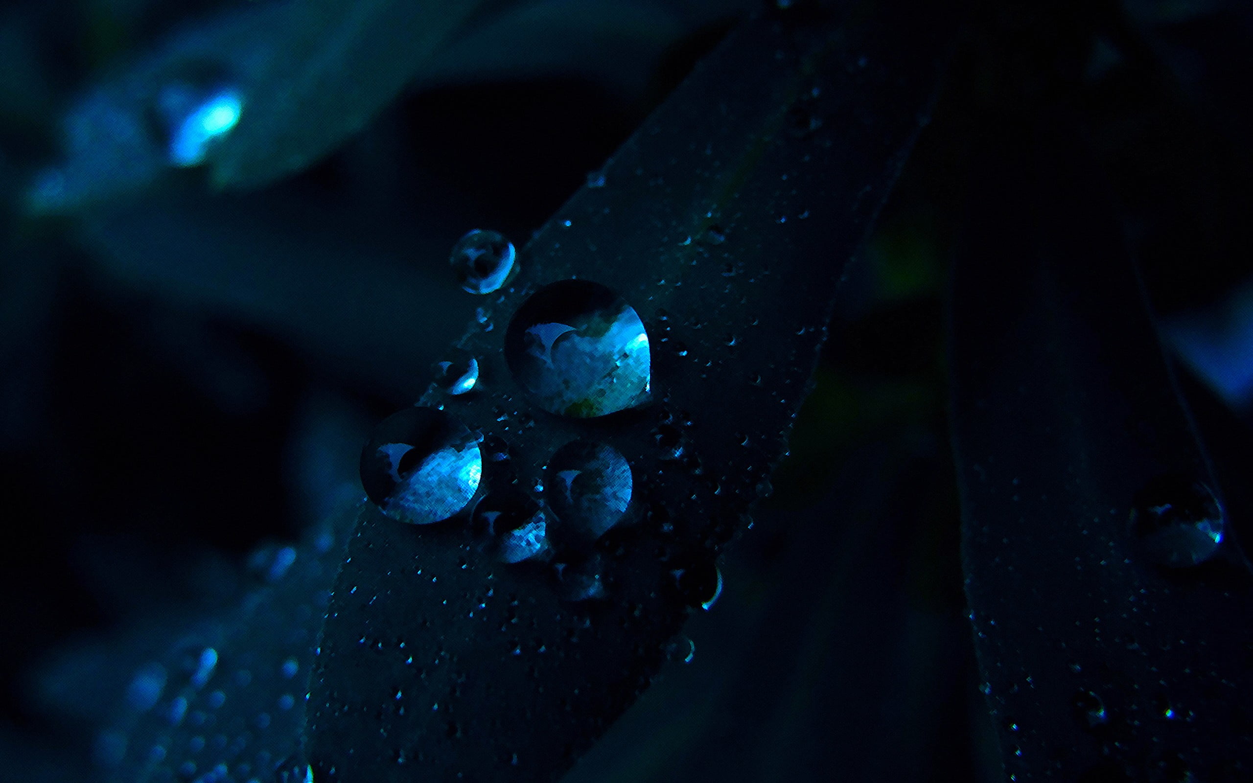 close-up photo of dew drops, nature, water drops, plants, macro