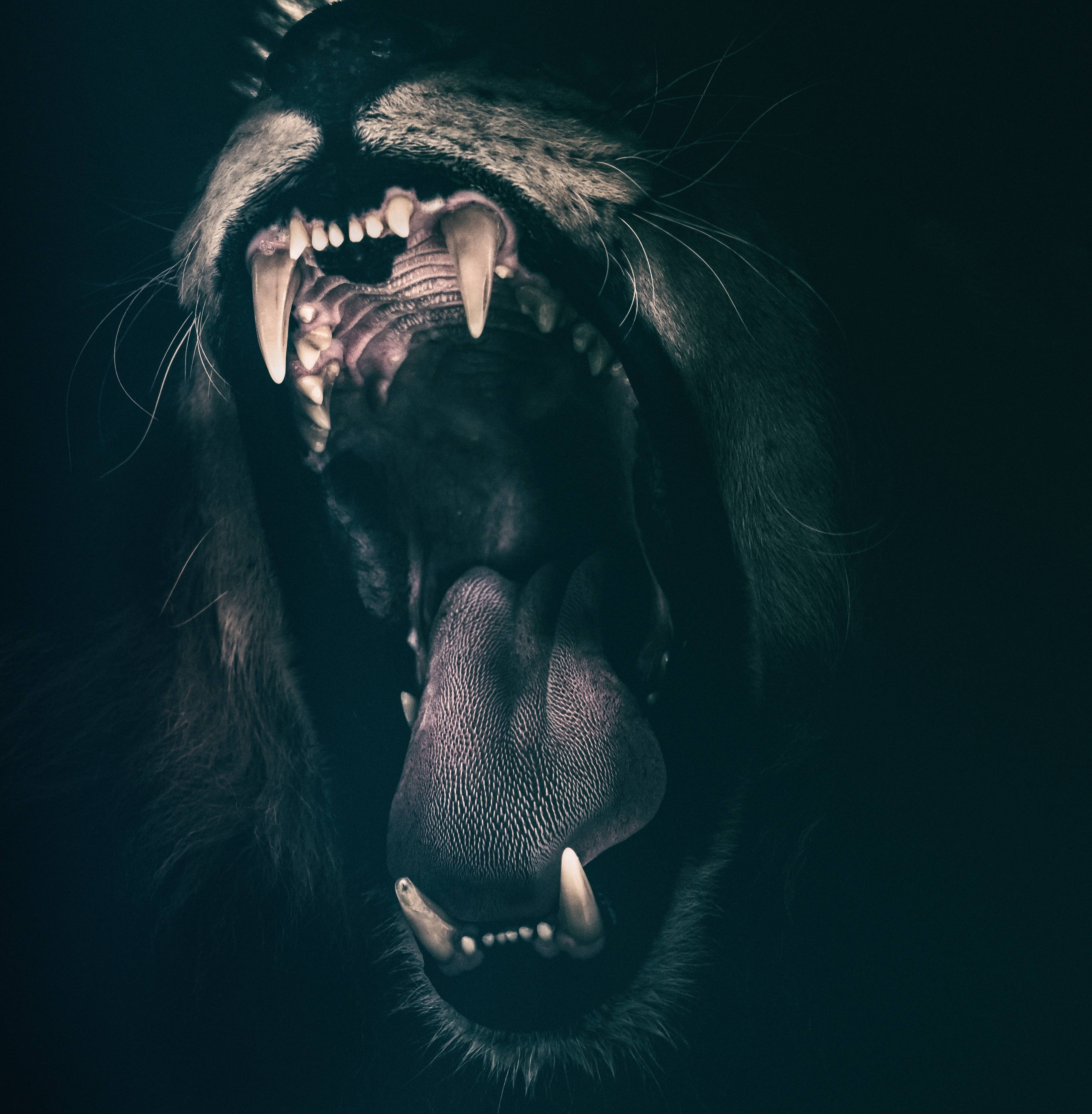 angry, roaring, fear, lion, strength, teeth, mammal, animal