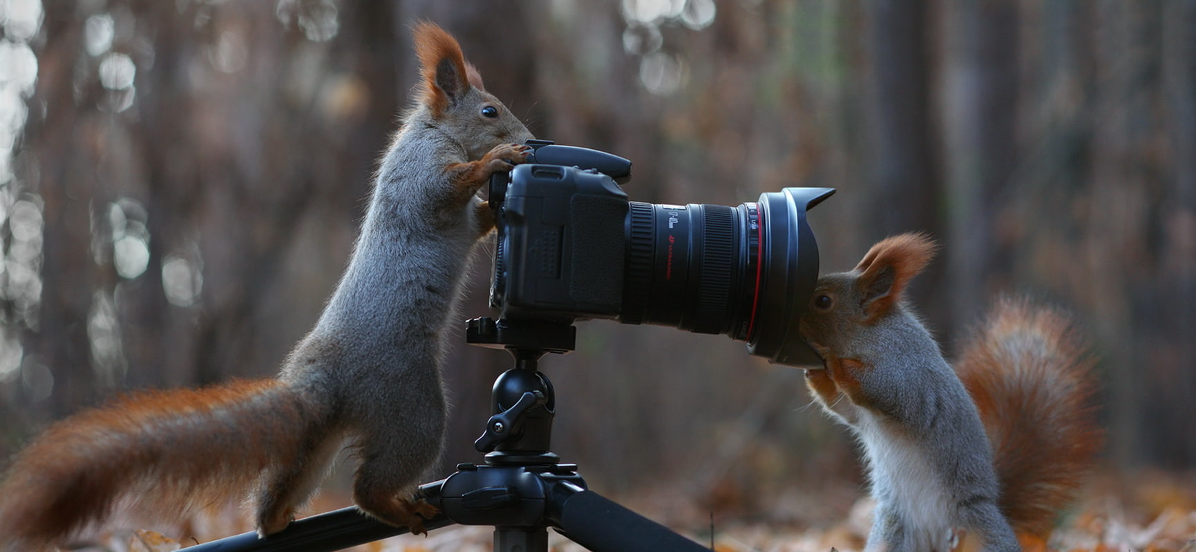 Animal, Squirrel