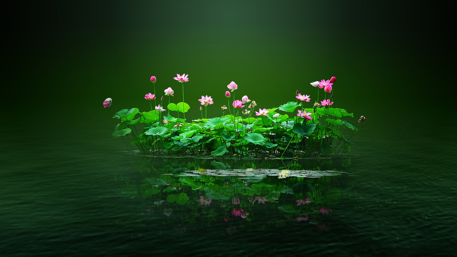 Lotus pond, lotus, flowers, pink, water, petal, Lotus leaf, green