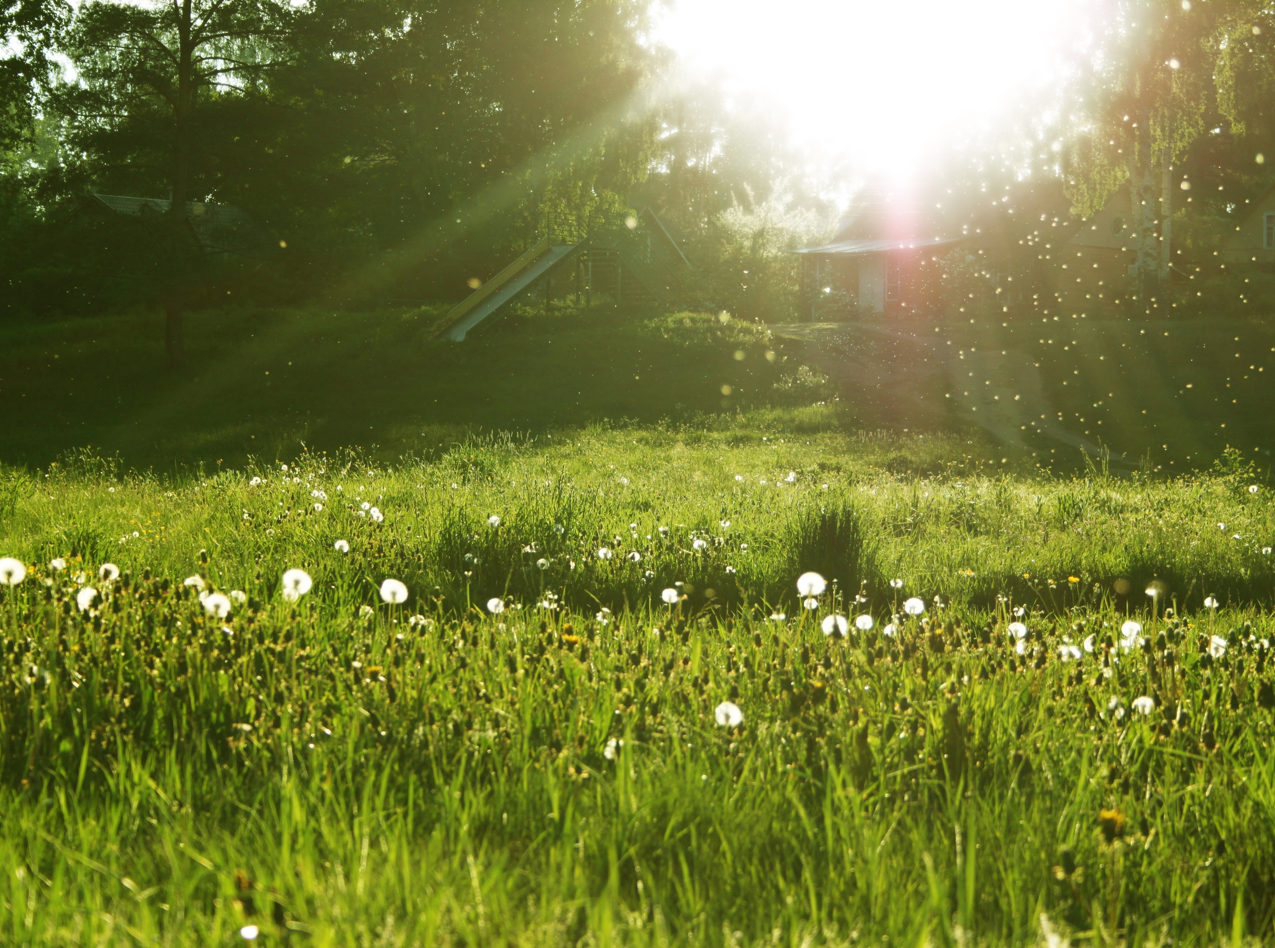 Dandelion Seeds - Make a Wish, white flowers, Seasons, Summer