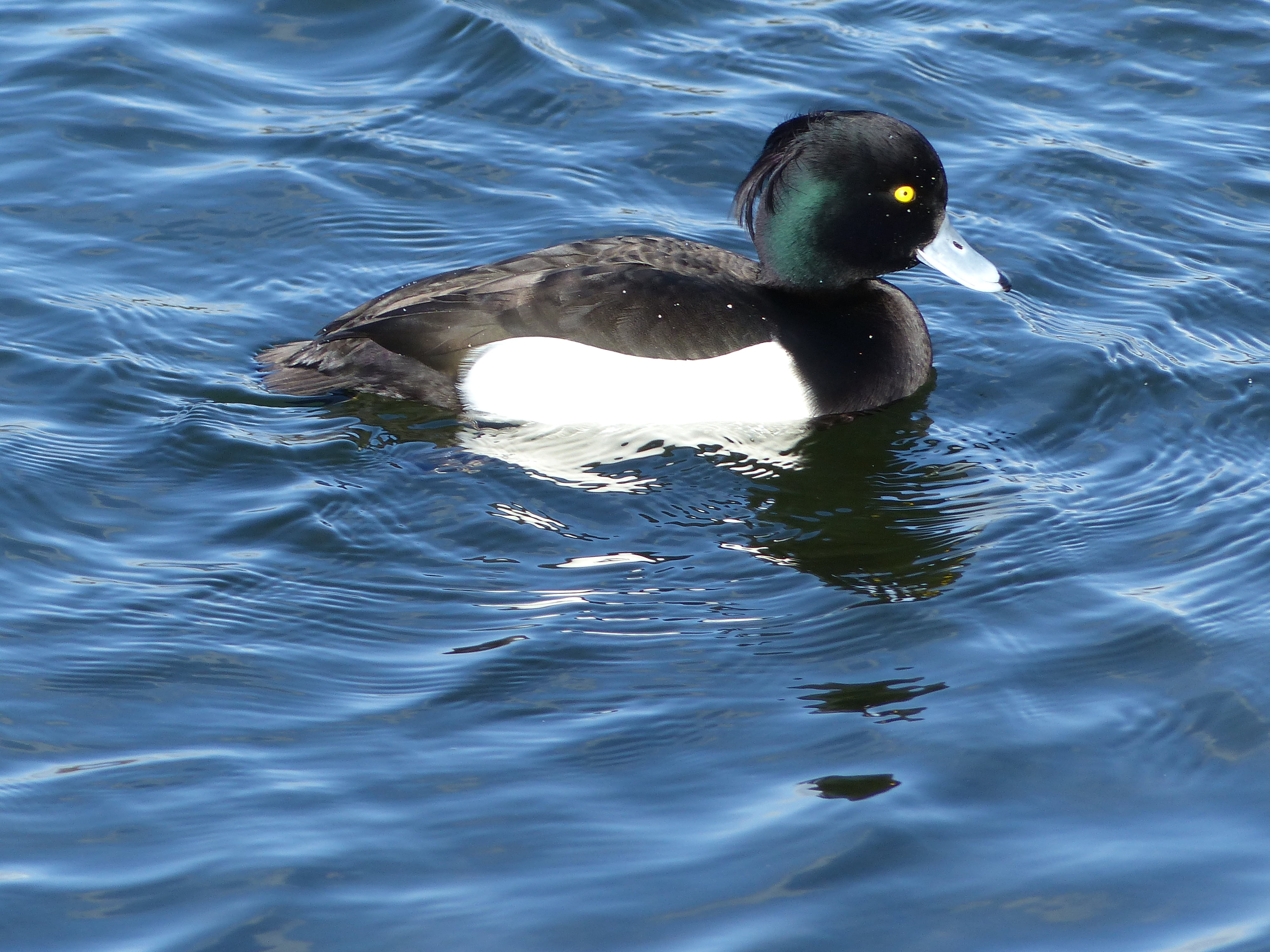 black and white duck on body of water, tufted duck, tufted duck