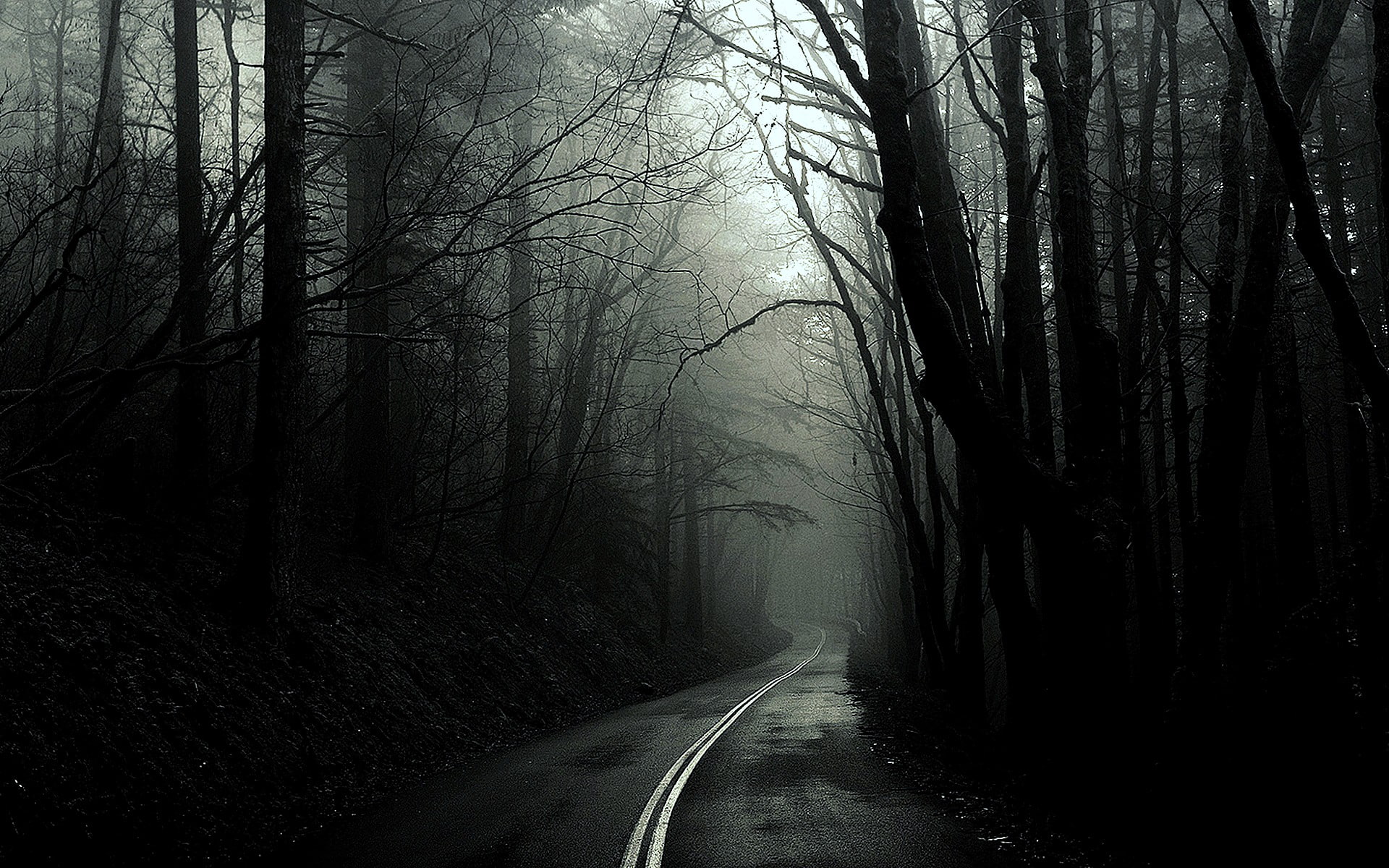 black, dark, forest, monochrome, roads, trees, white