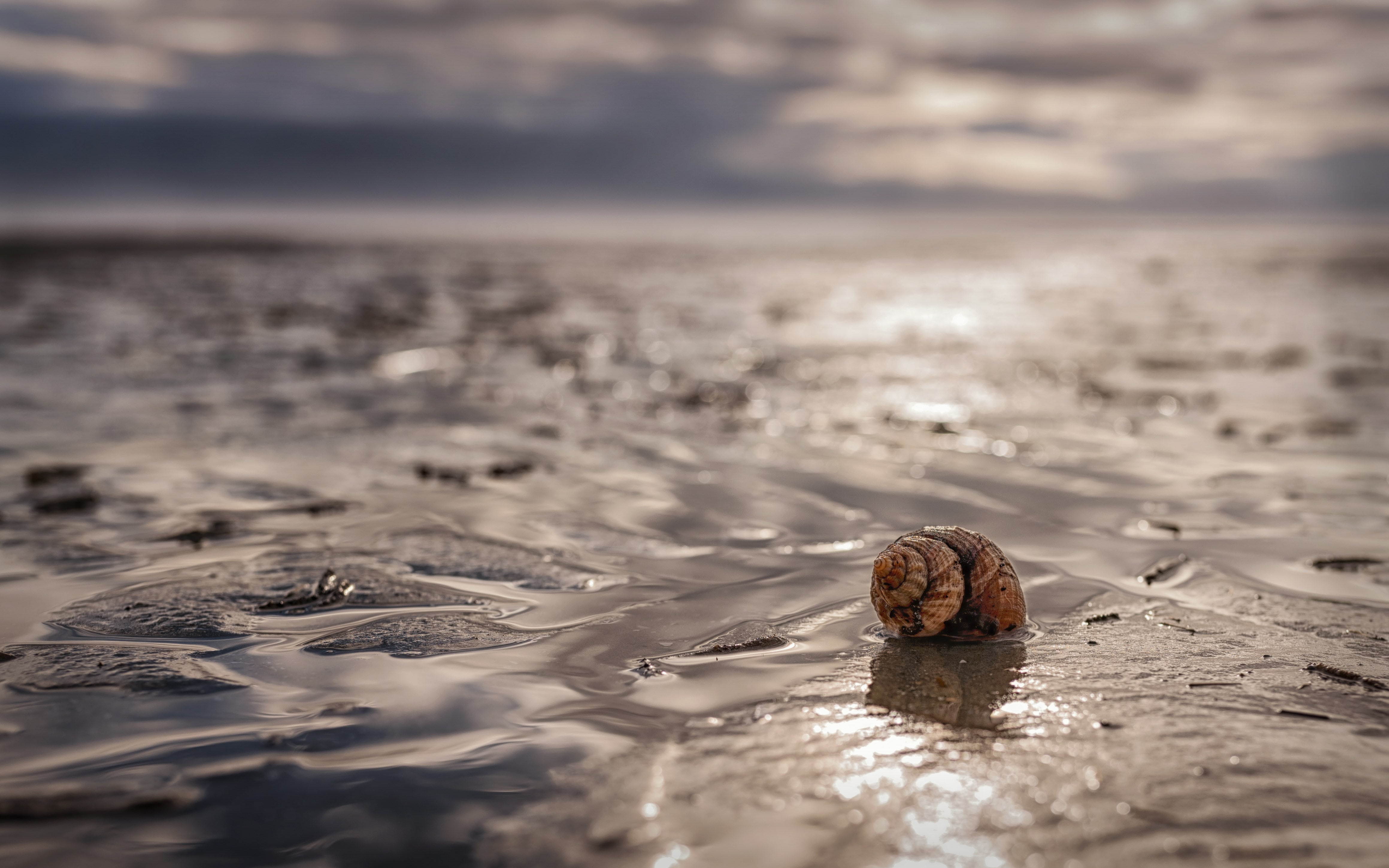 shell