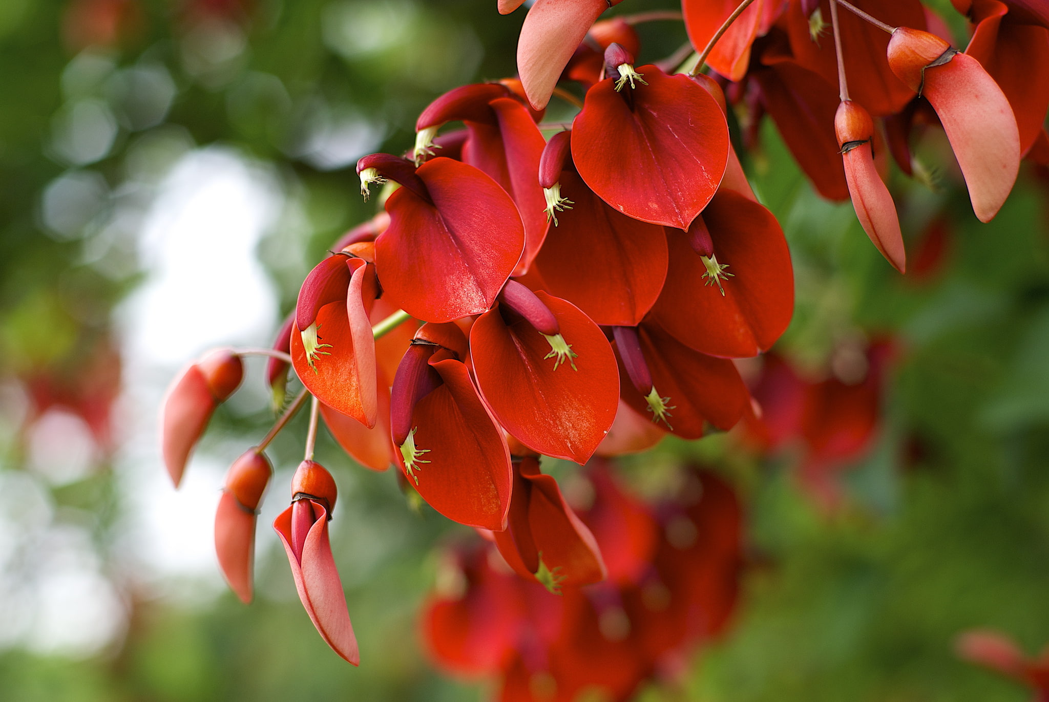 red petaled flowers, macro, plant, flowering, Erythrina crista-galli