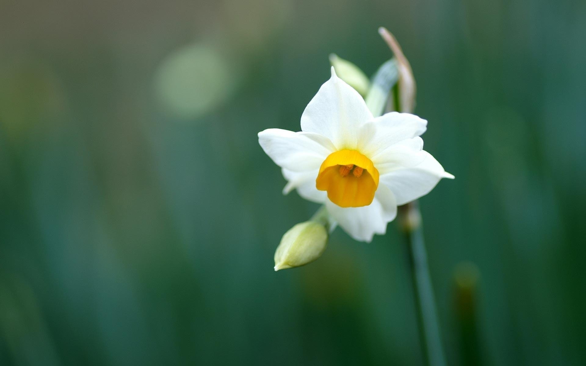 daffodil narcissus-Flowers HD Wallpaper, white and yellow Narcissus pseudonarcissus flower