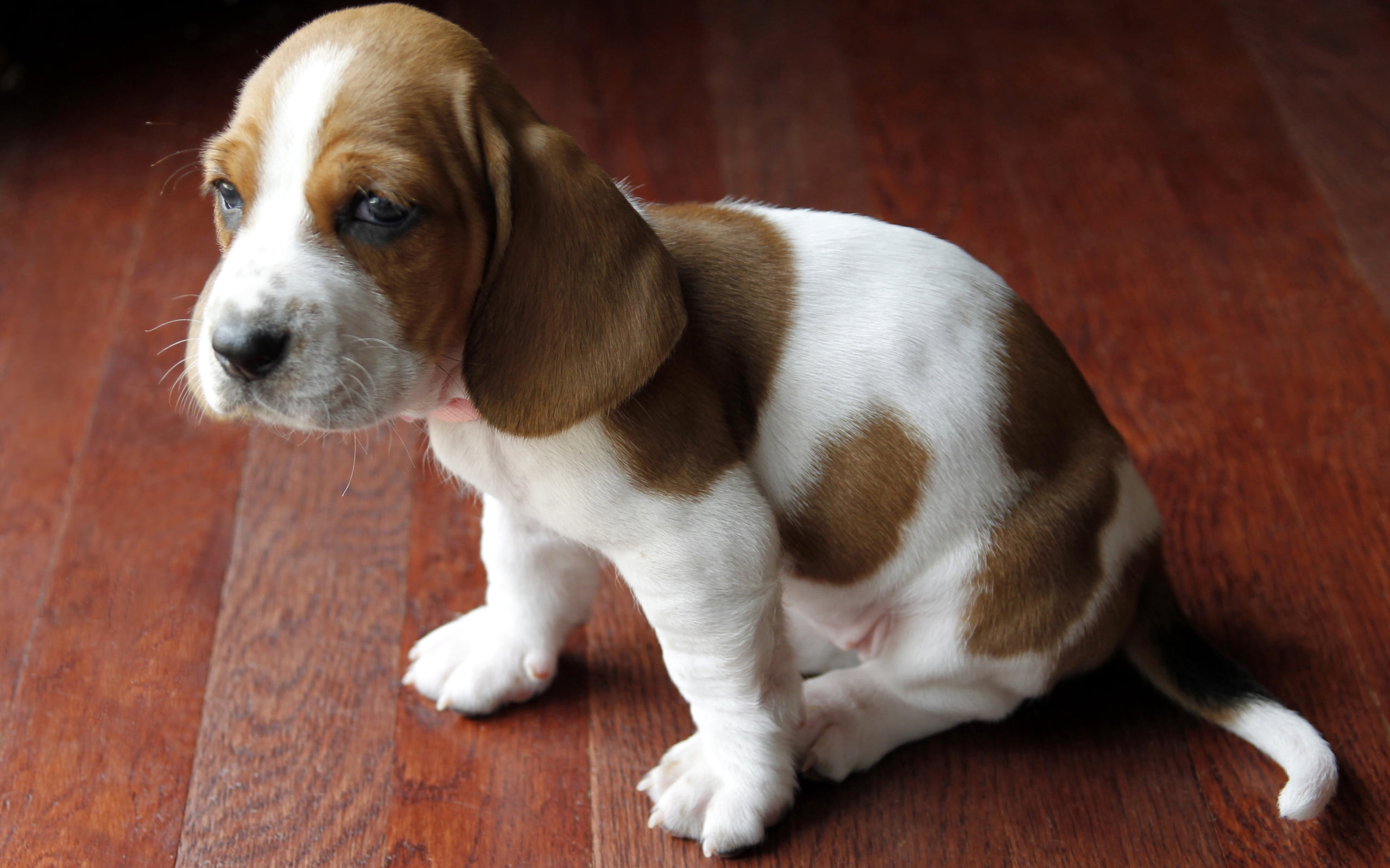 beagle puppy, basset, spotted, baby, dog, pets, animal, purebred Dog