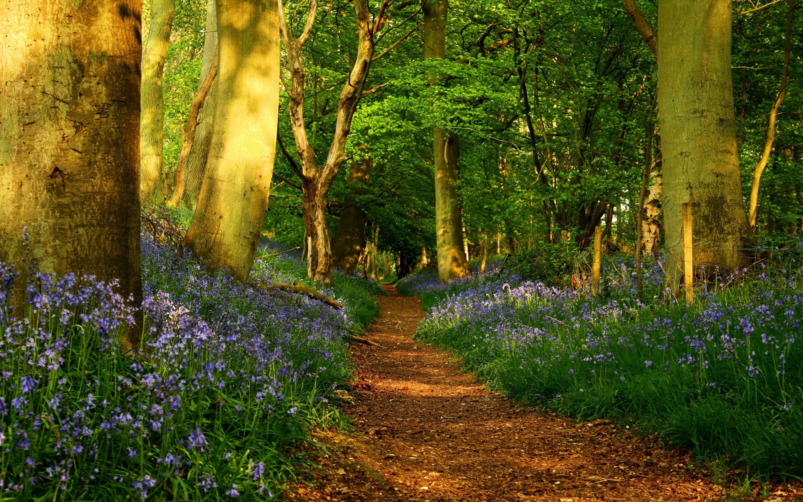 forests, paths