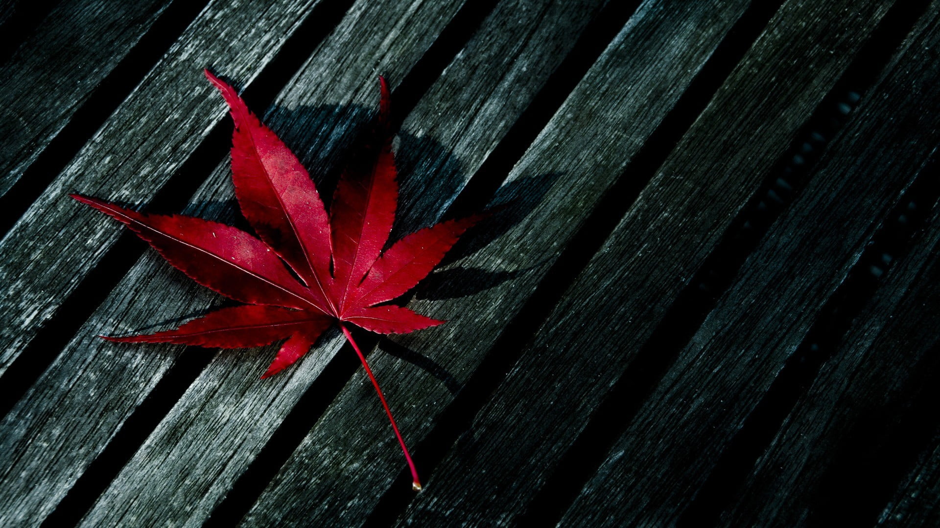 red maple leaf, red maple leaf on black wooden surface, fall