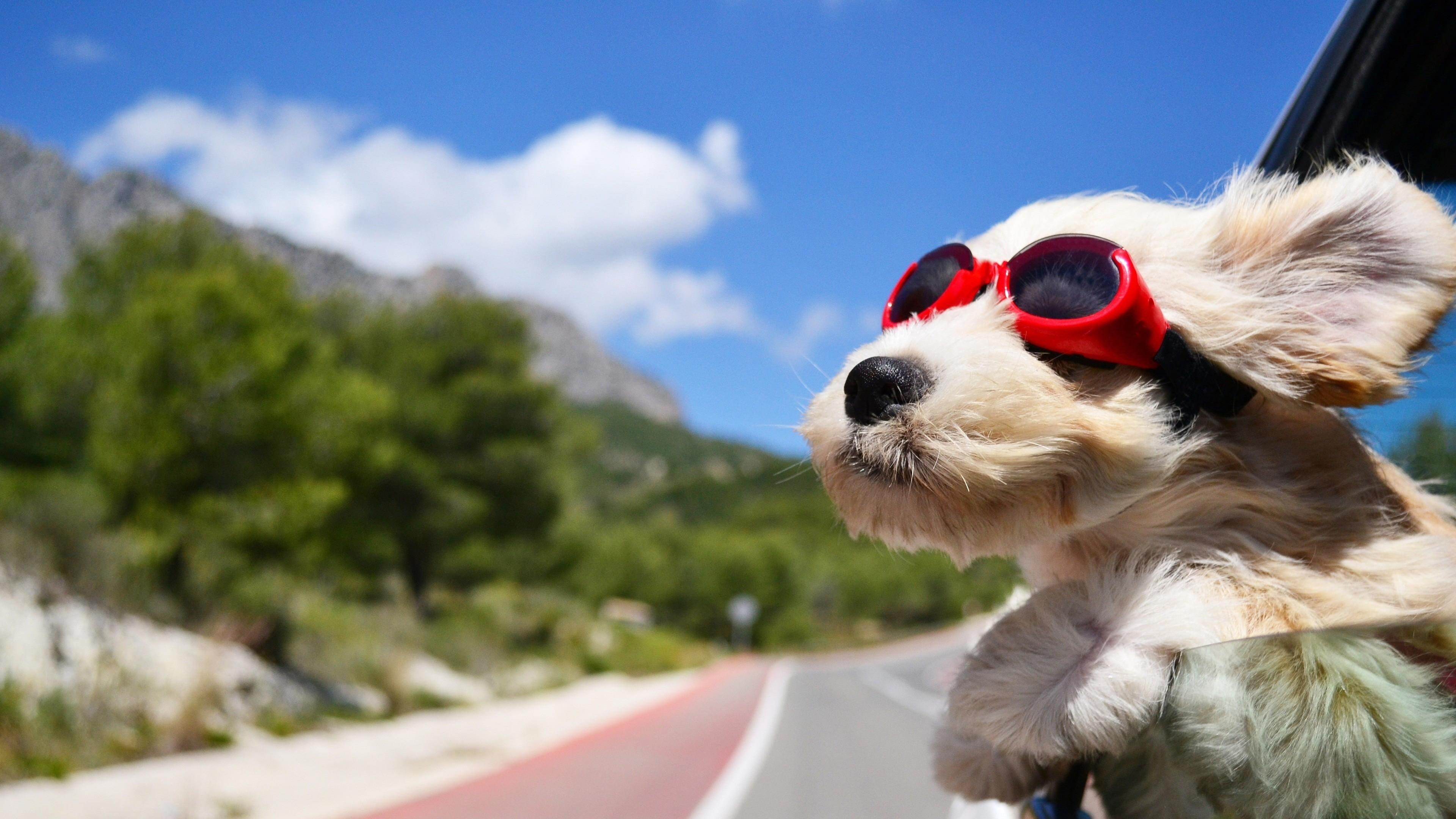 dog, funny, cute, travel, wind, happy, animals, sunglass, window