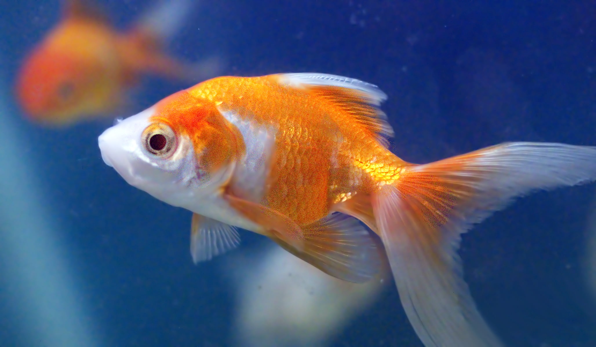 close up photo of orange and white gold fish, goldfish aquarium, gold fish, goldfish aquarium