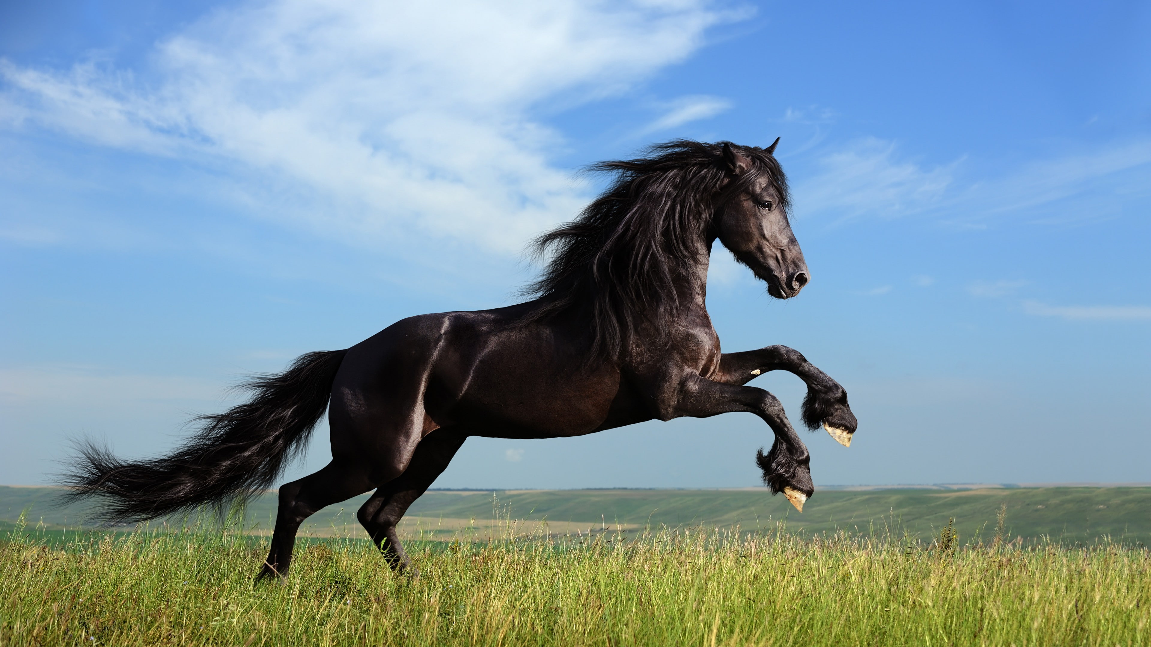 black horse jumping on grass field, gallop, meadow, sky