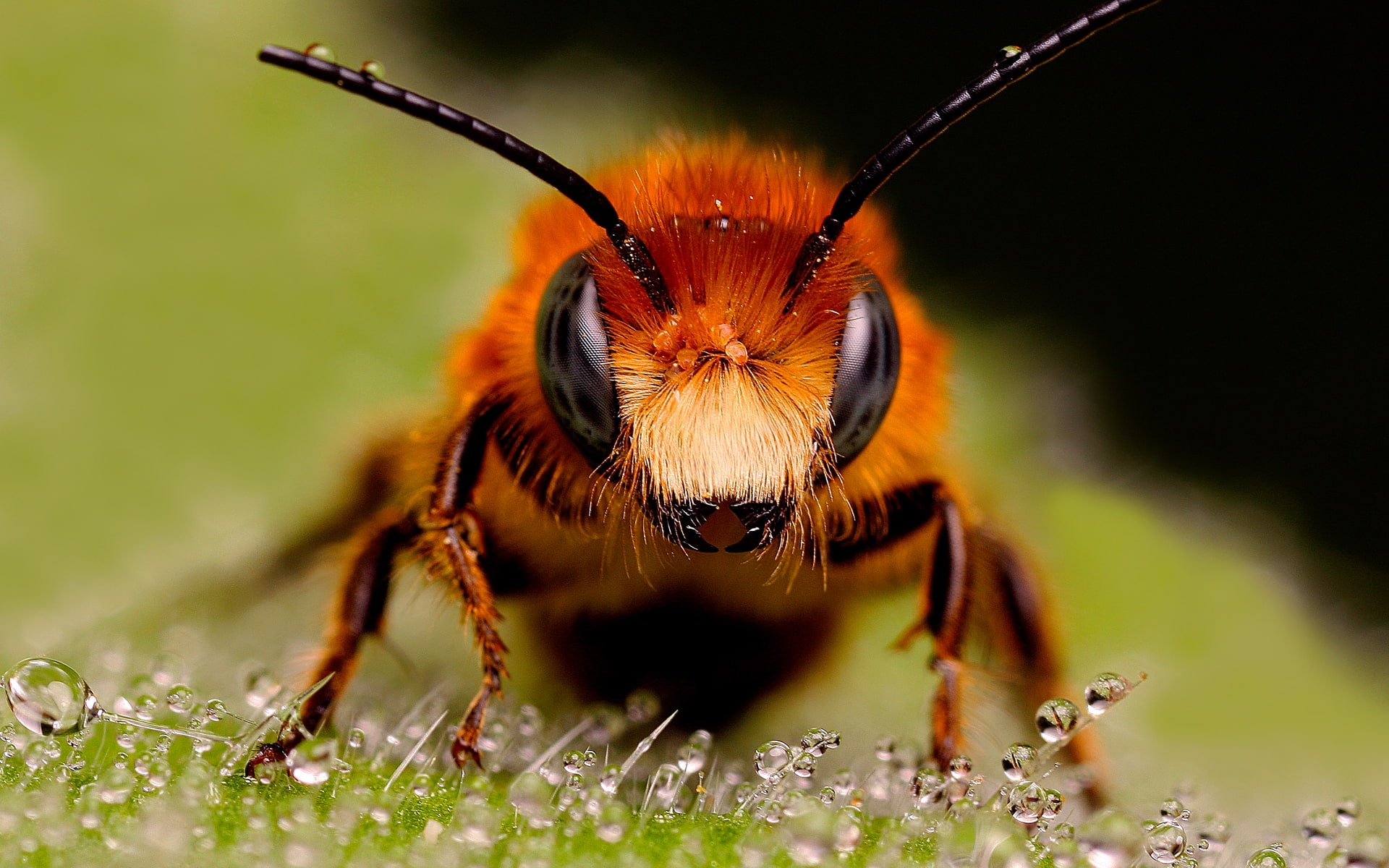 Big Bee, background