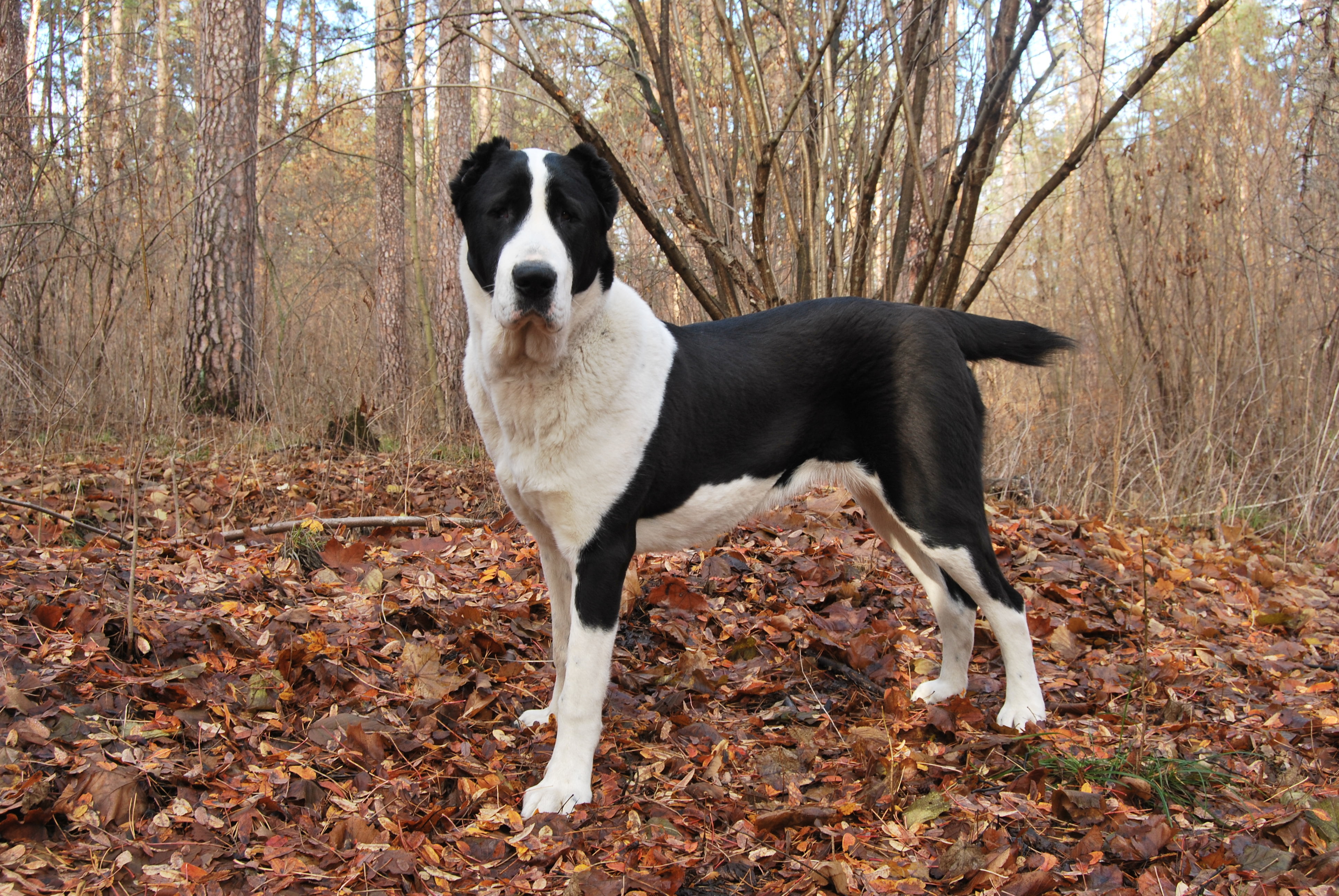 adult white and black Bully kutta, autumn, foliage, dog, Alabai