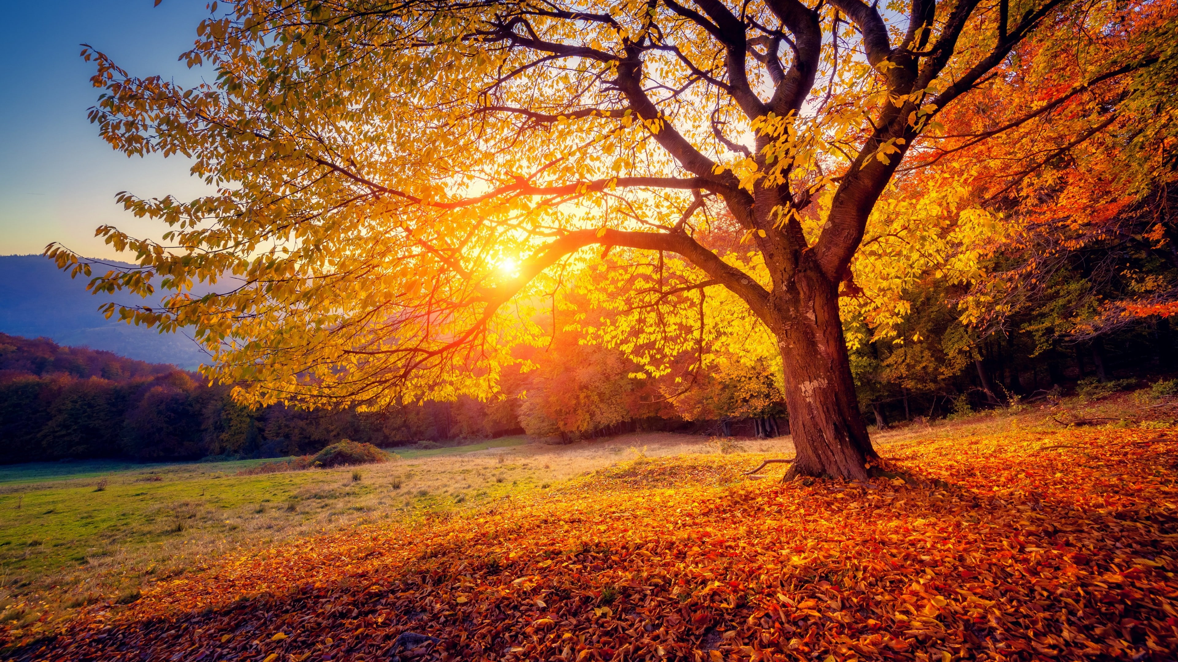 autumn landscape, nature, autumn colors, deciduous, tree, sky