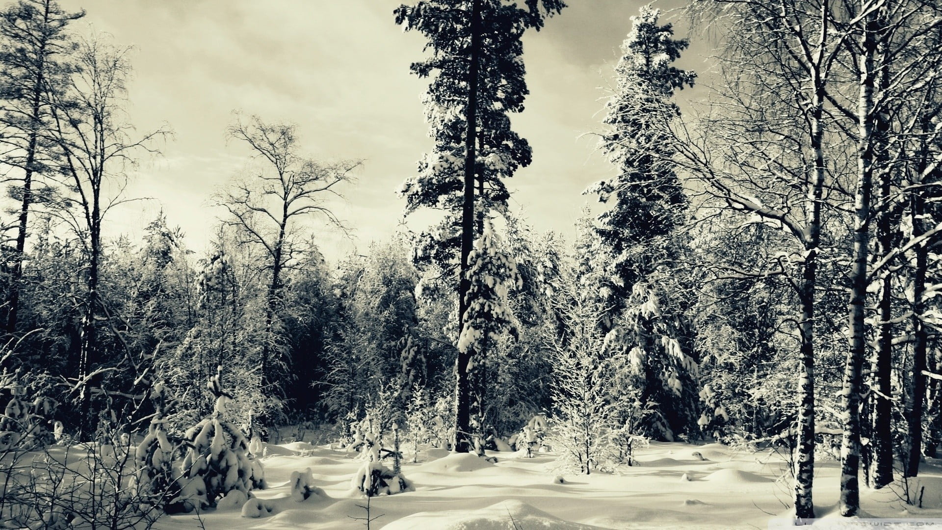 greyscale photo of trees, winter, forest, plant, snow, cold temperature