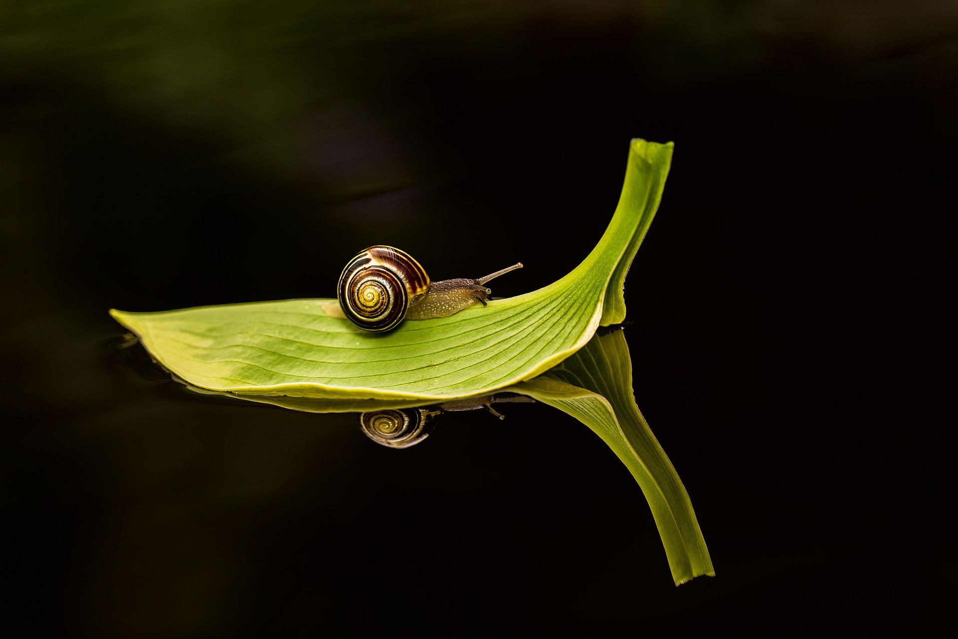 snail, insect, water, leaves, reflection, macro