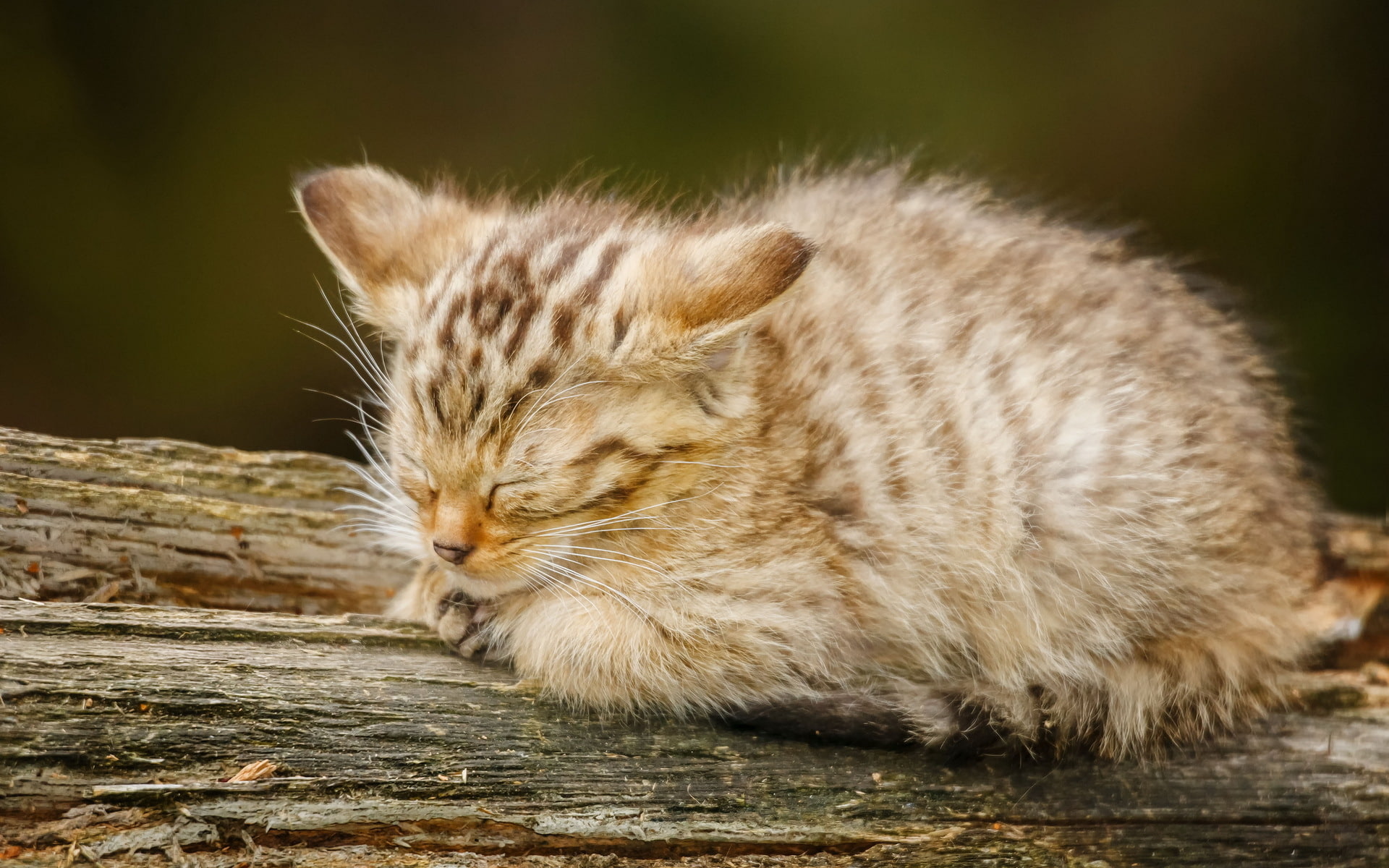 cat, look, background