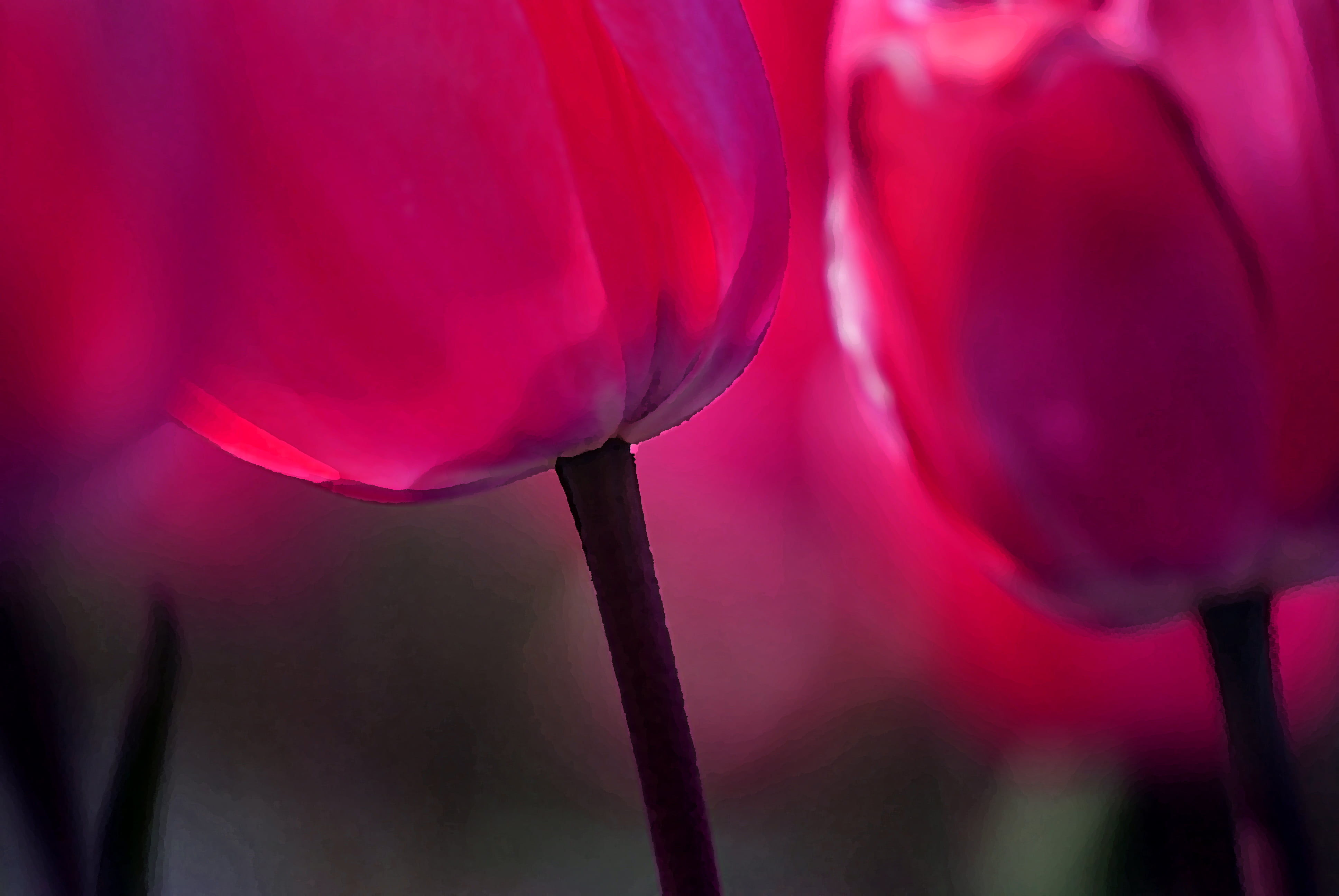selective focus photography of pink Tulips, tulips, Sony Alpha