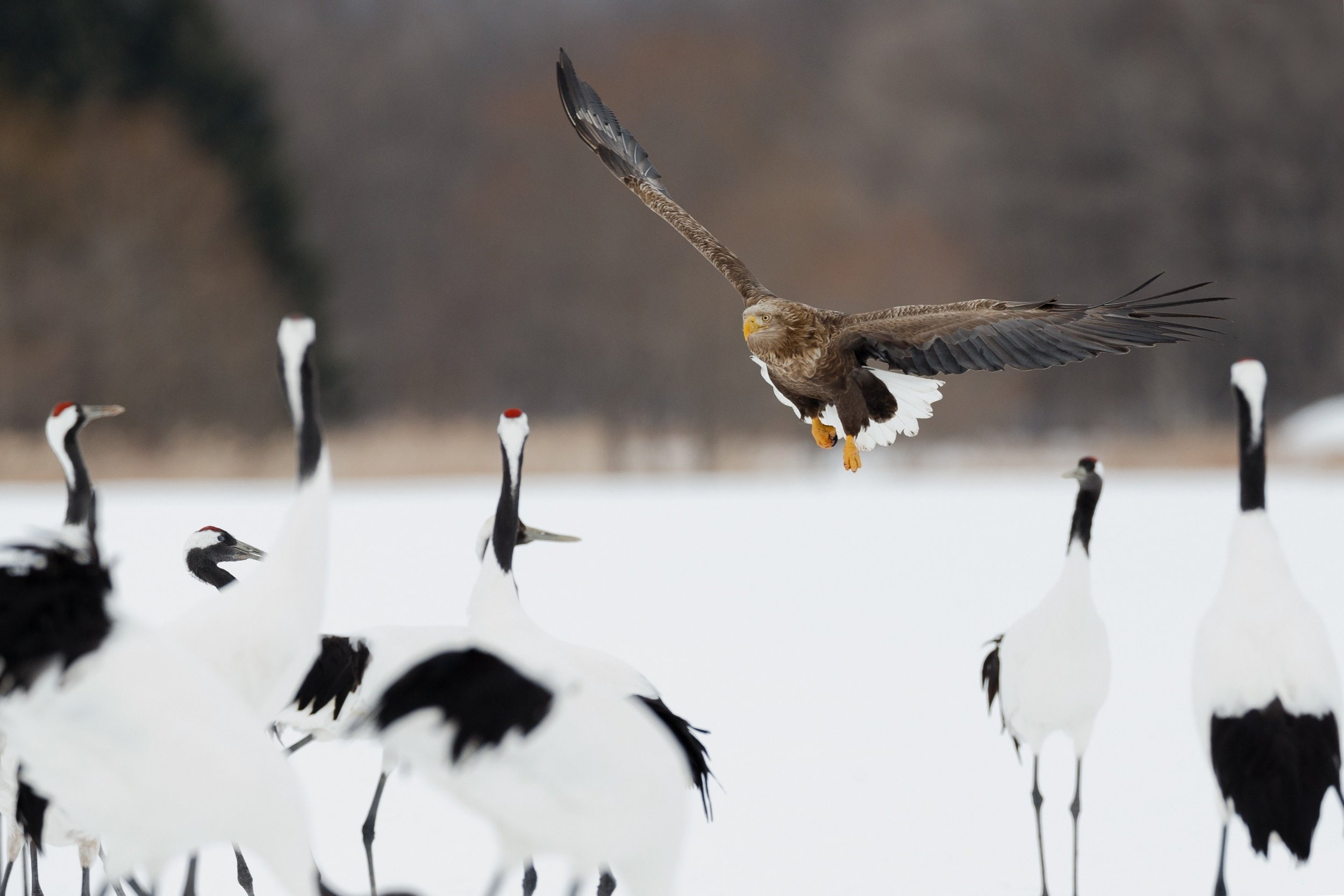 bird, eagle, predator