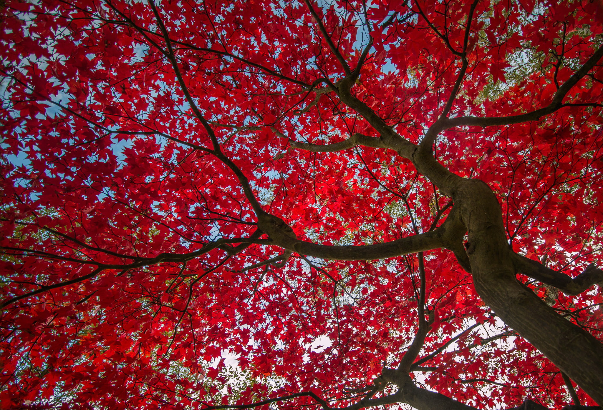 Trees, Canopy, Fall, Foliage, Leaf, Red