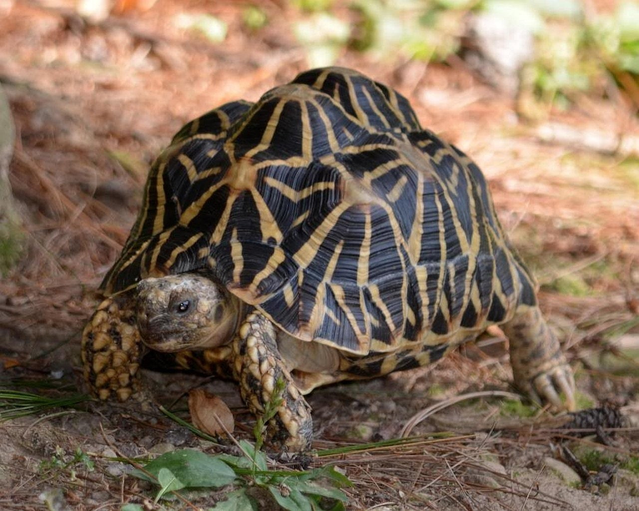 Animal, Indian Star Tortoise