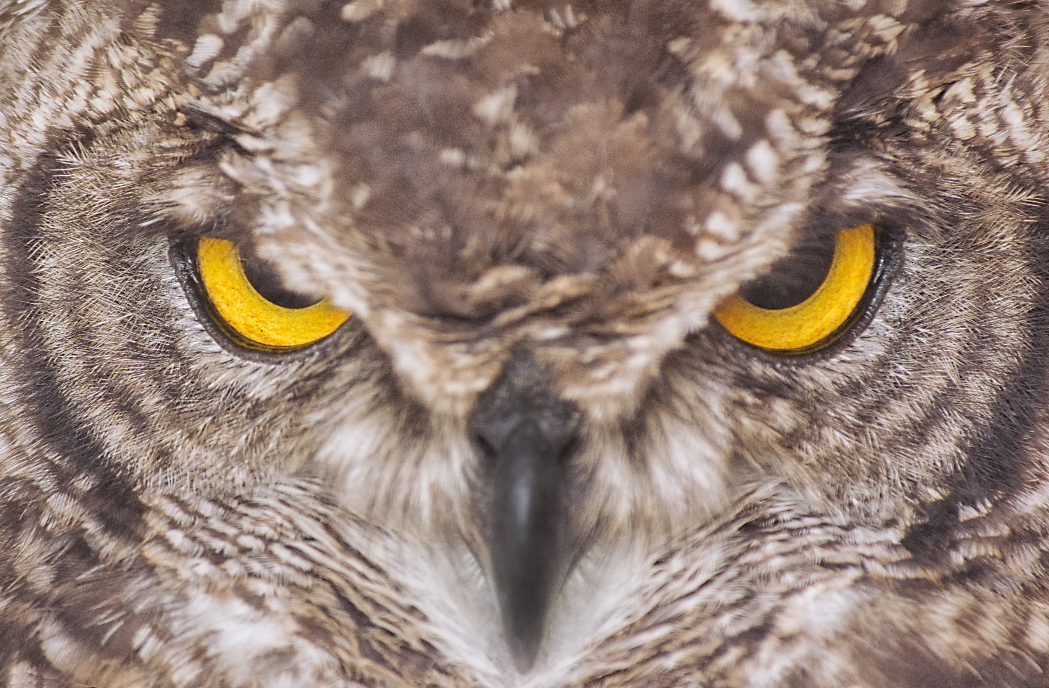 brown owl closeup view, Go ahead - make my day, Scotland, Stirlingshire