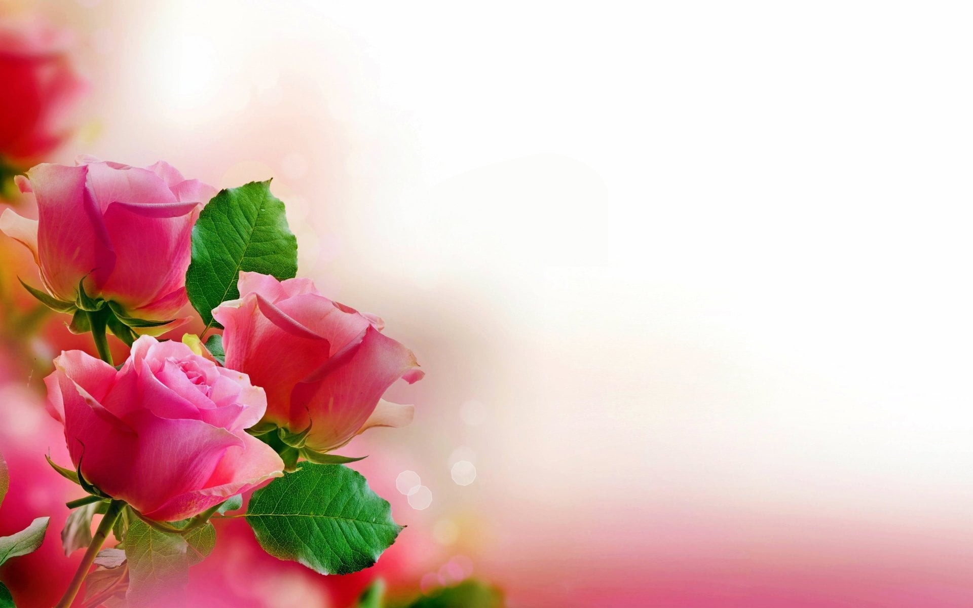 pink rose flowers wallpaper, Pastel, Valentine's Day, nature