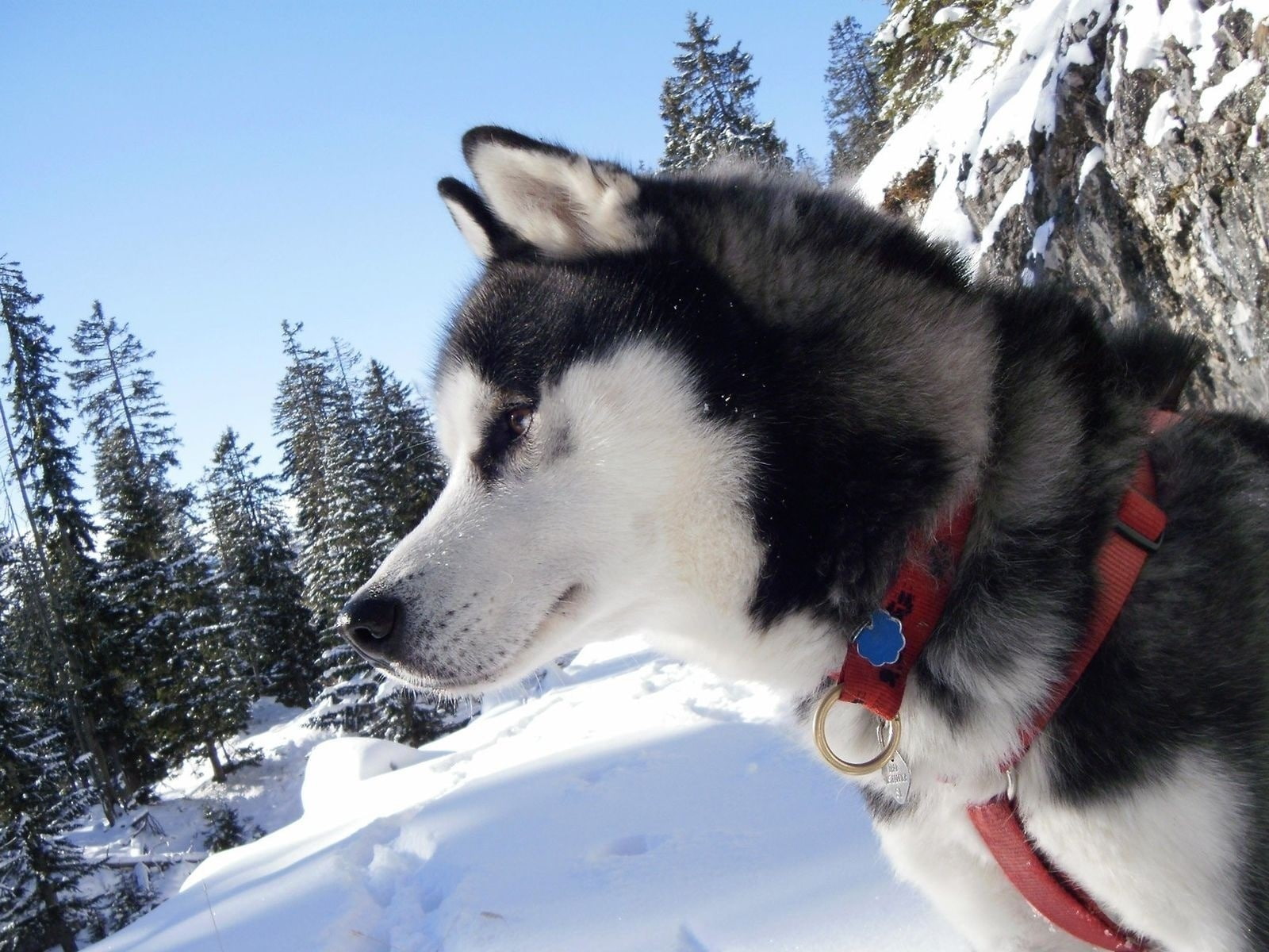 Laika, Collar, Snow, Spotted, Dog, one animal, mammal, animal themes
