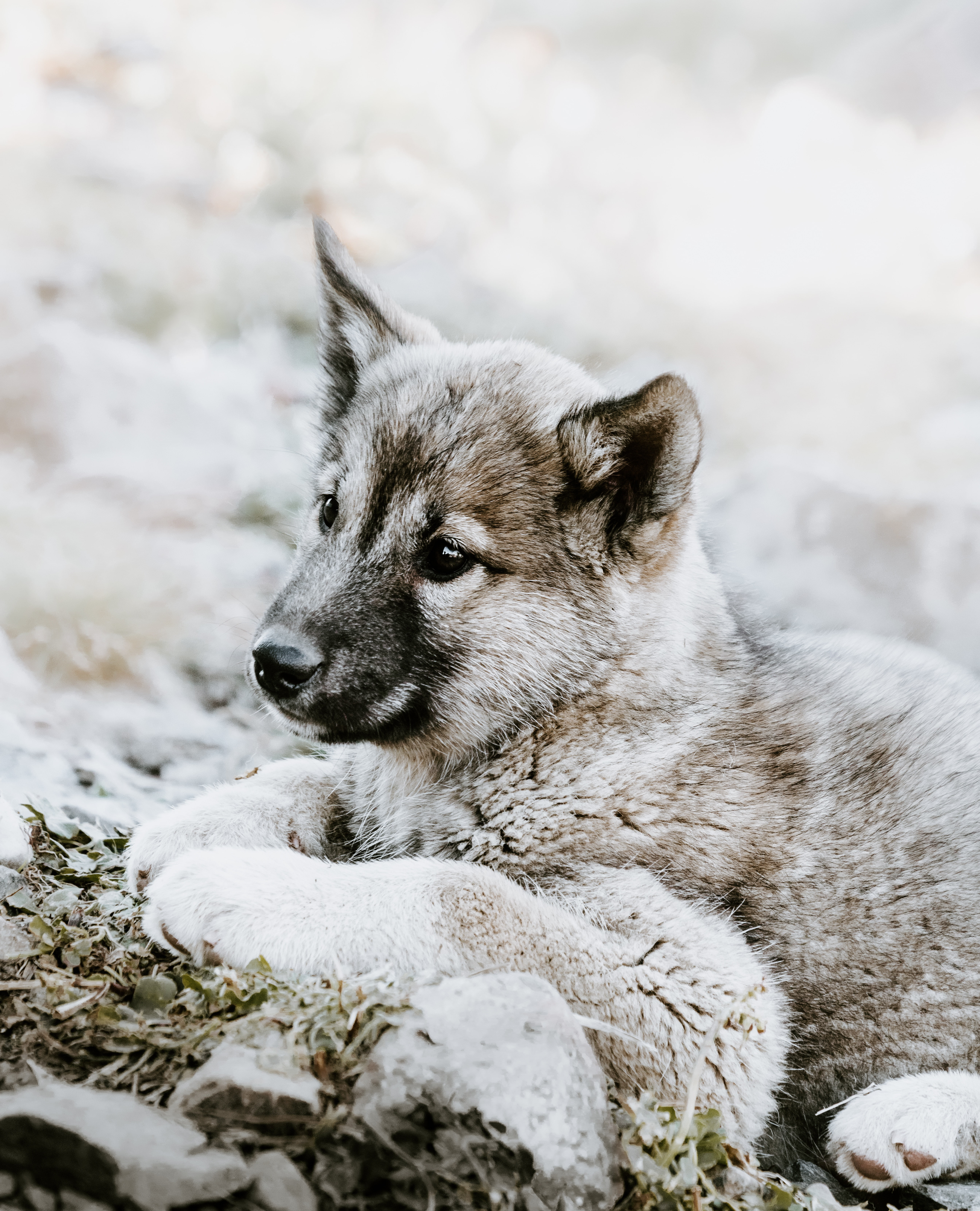czechoslovakian wolfdog, puppy, sadness, lies