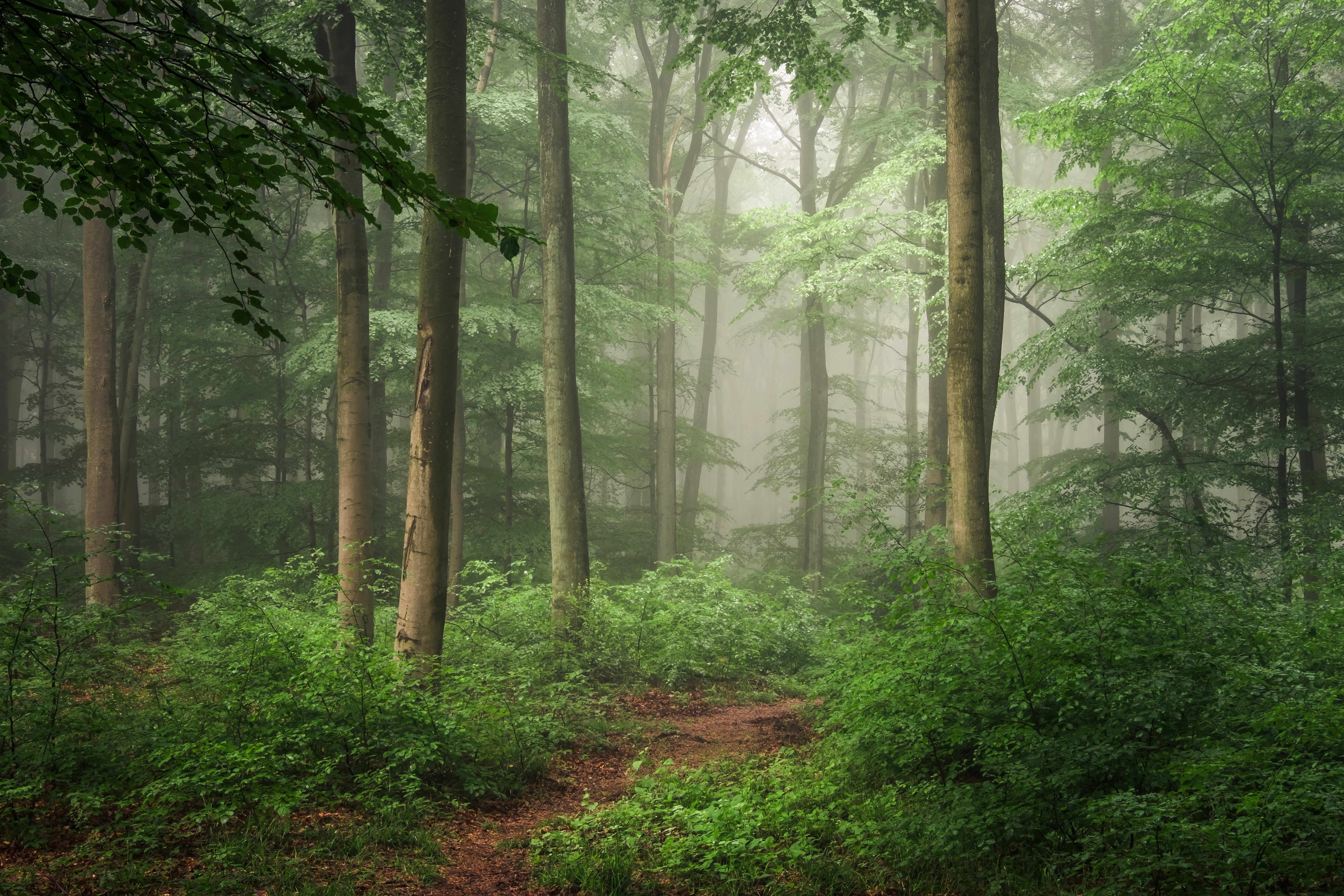 forest, path