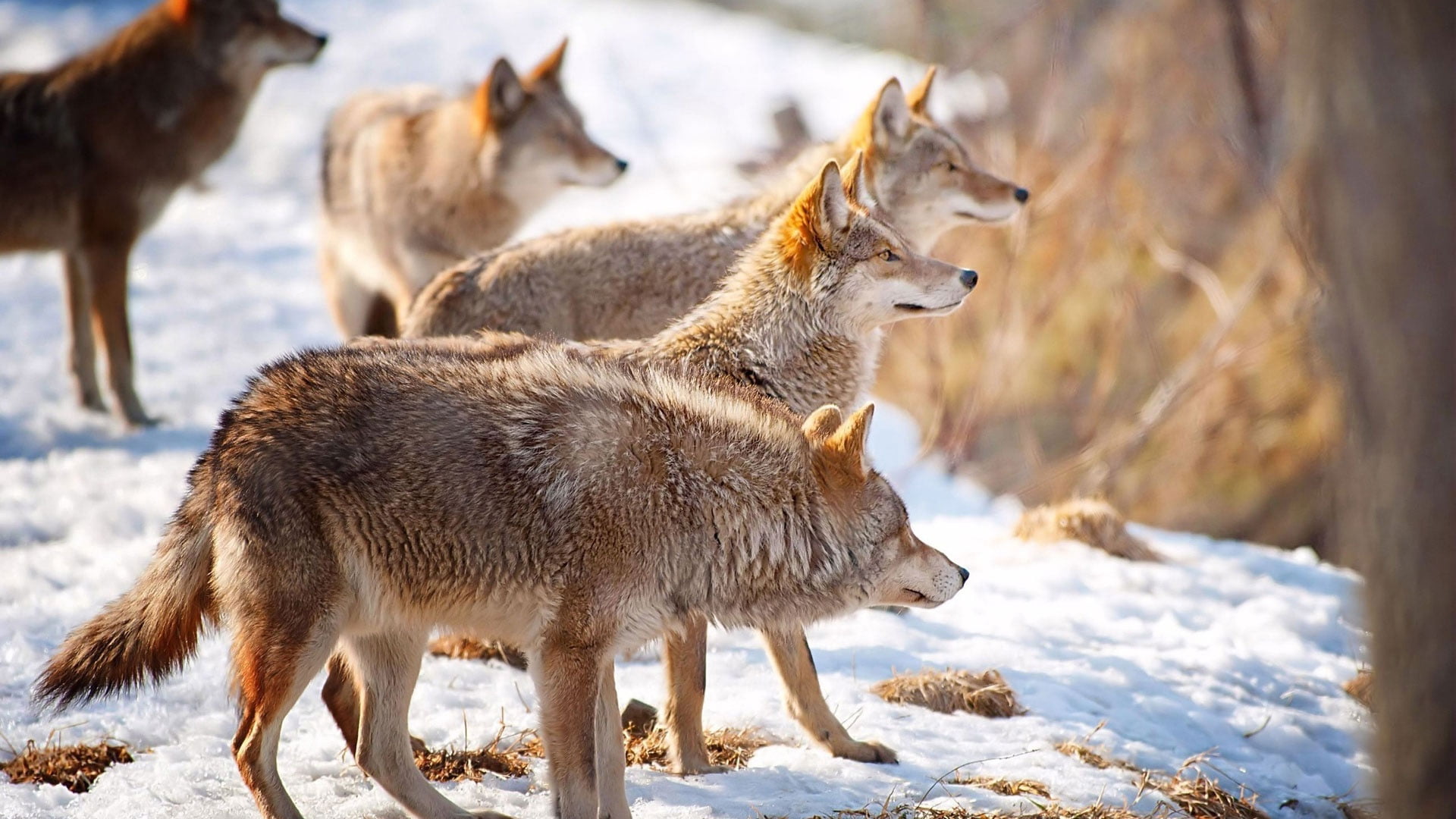 brown wolves, snow, flock, winter, hunting, wolf, animal, mammal